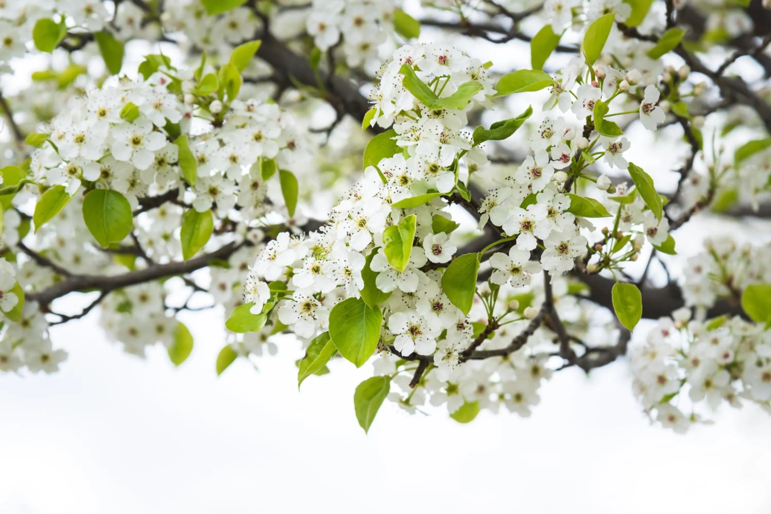 Garden view in Heaven's Haven
