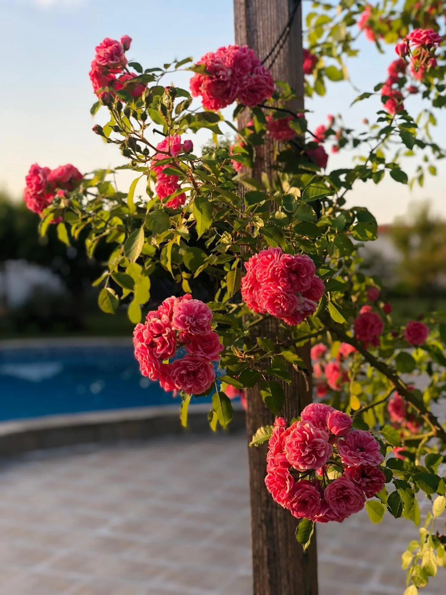 Garden in Galeria In The Garden