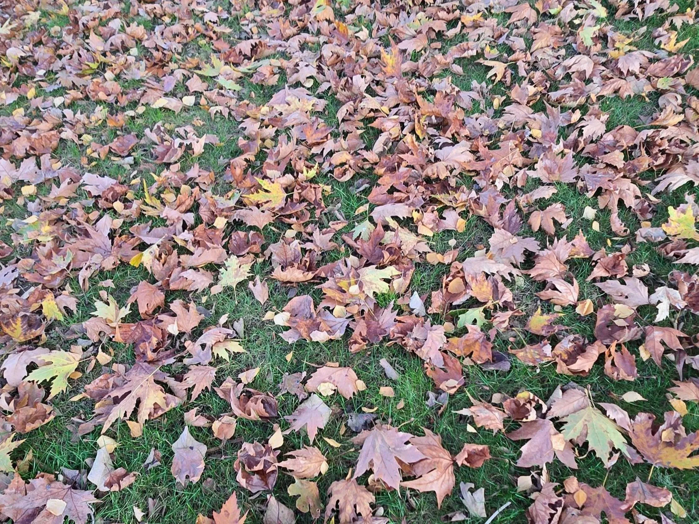 Galeria In The Garden