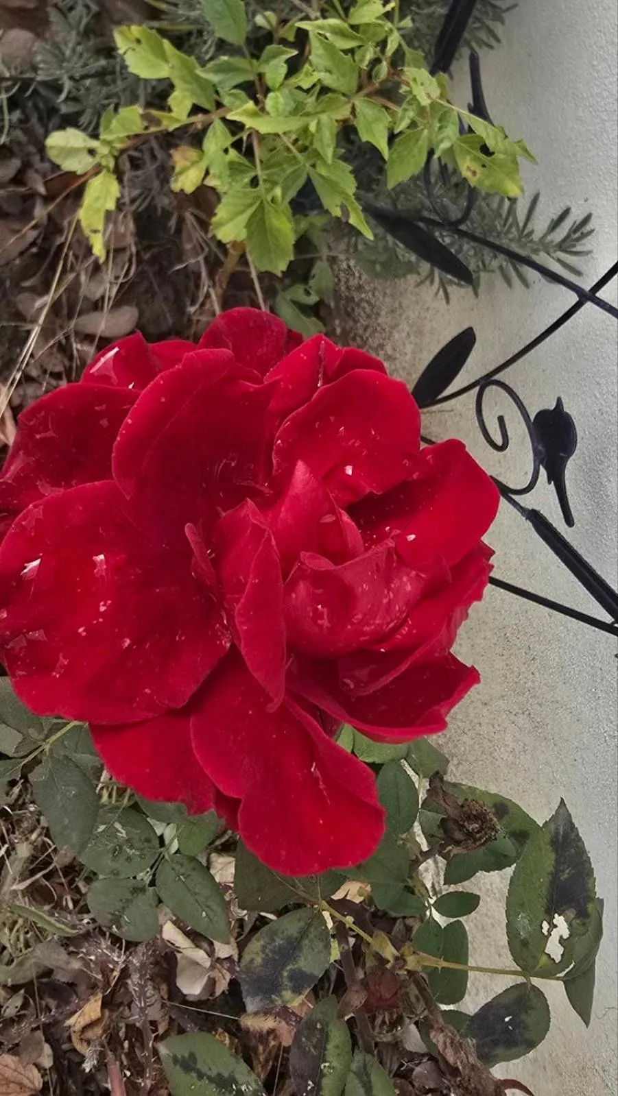 Galeria In The Garden