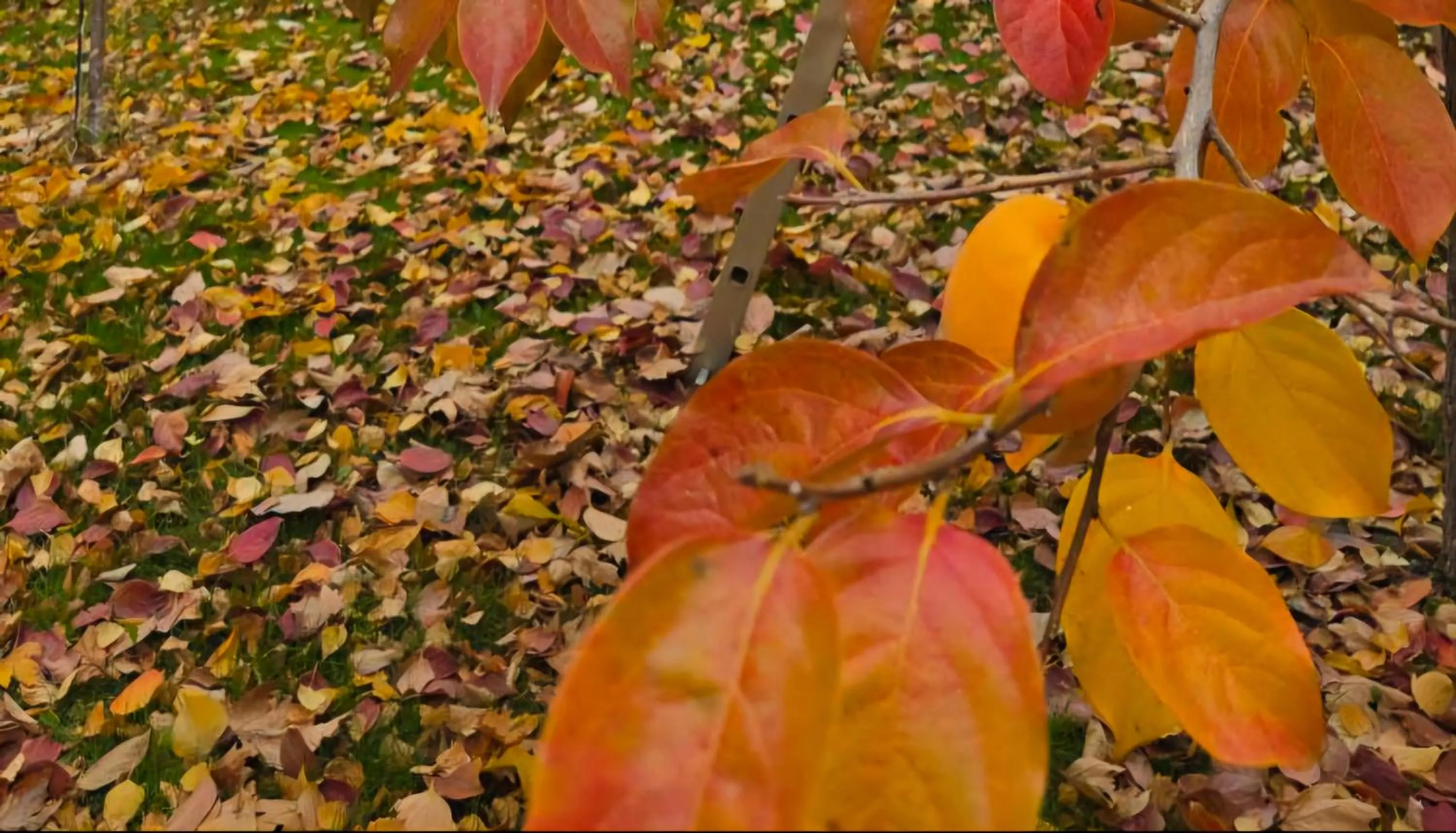 Galeria In The Garden