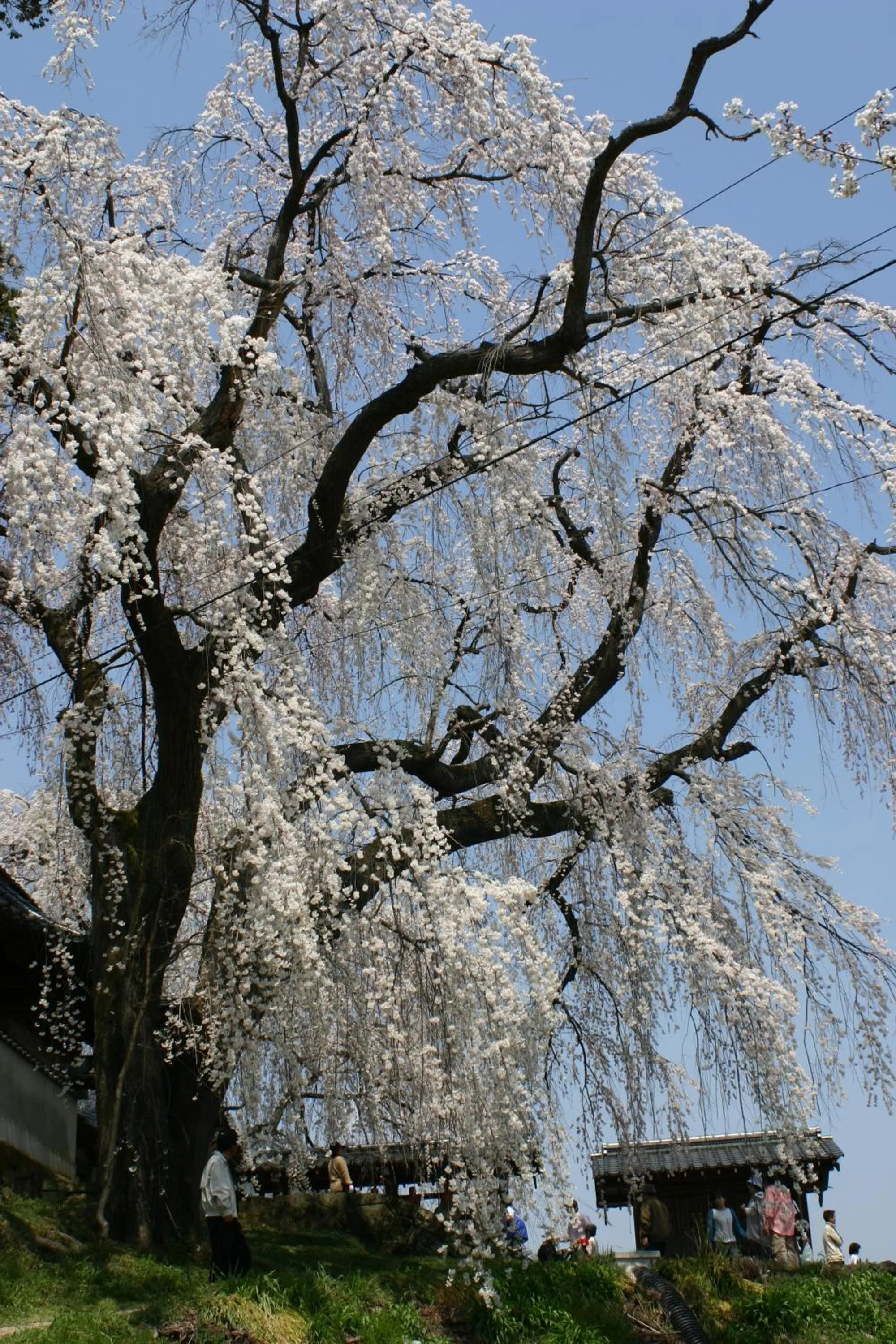 Spring in Shosenkaku