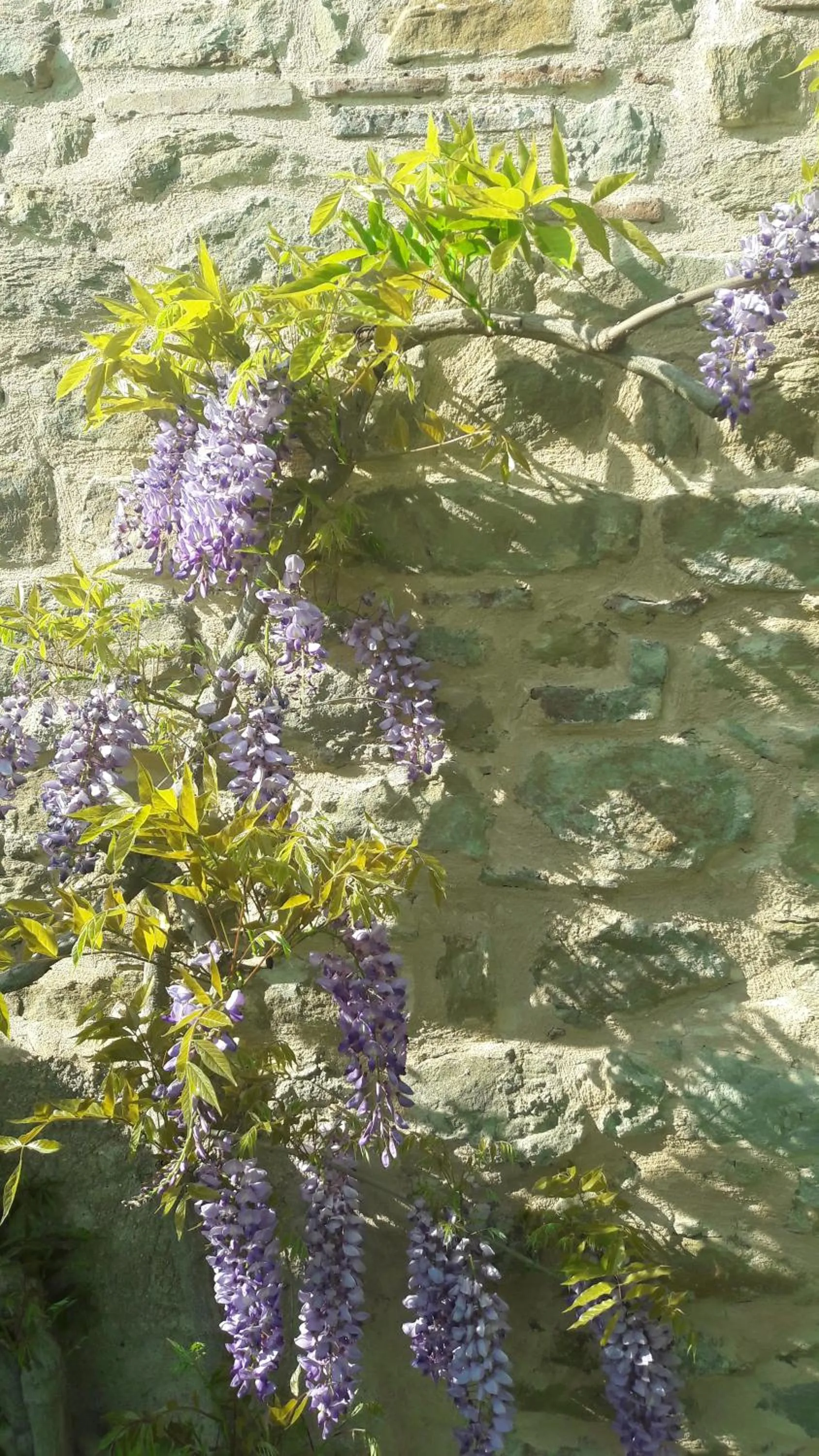 Garden in Le Bumbarelle