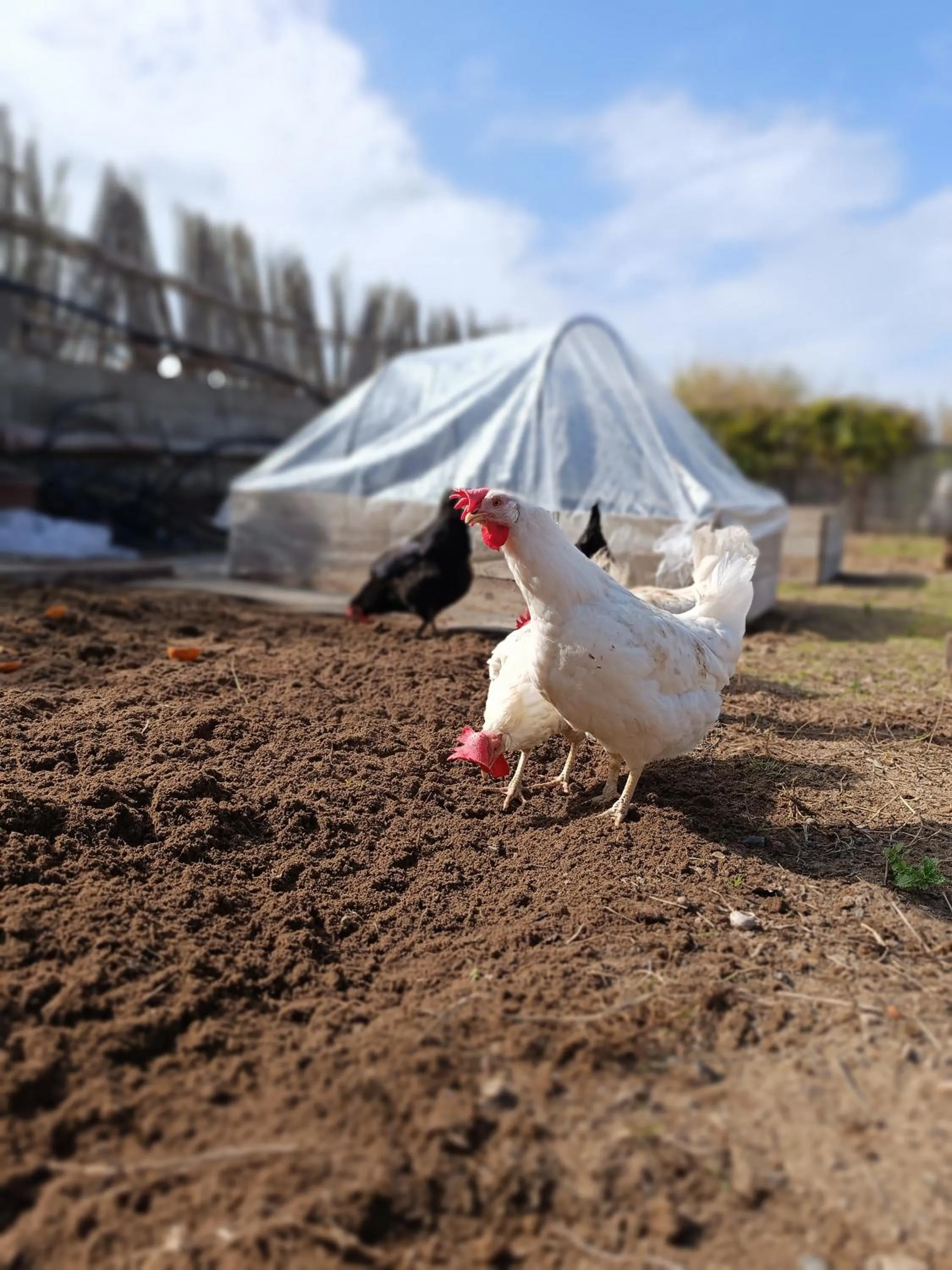 Garden in Il Sentiero B&Bìo