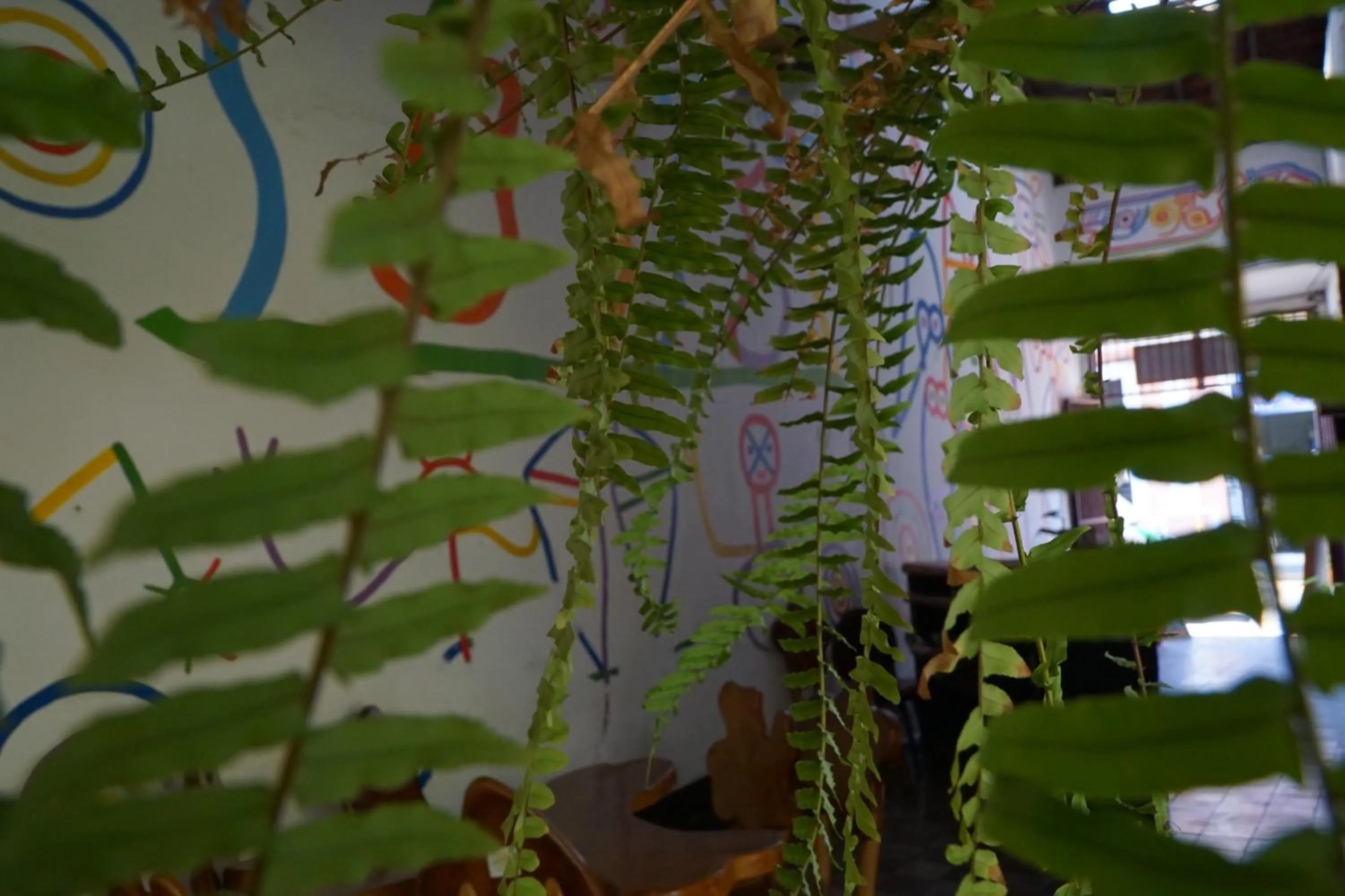 Garden in Cueva Nica