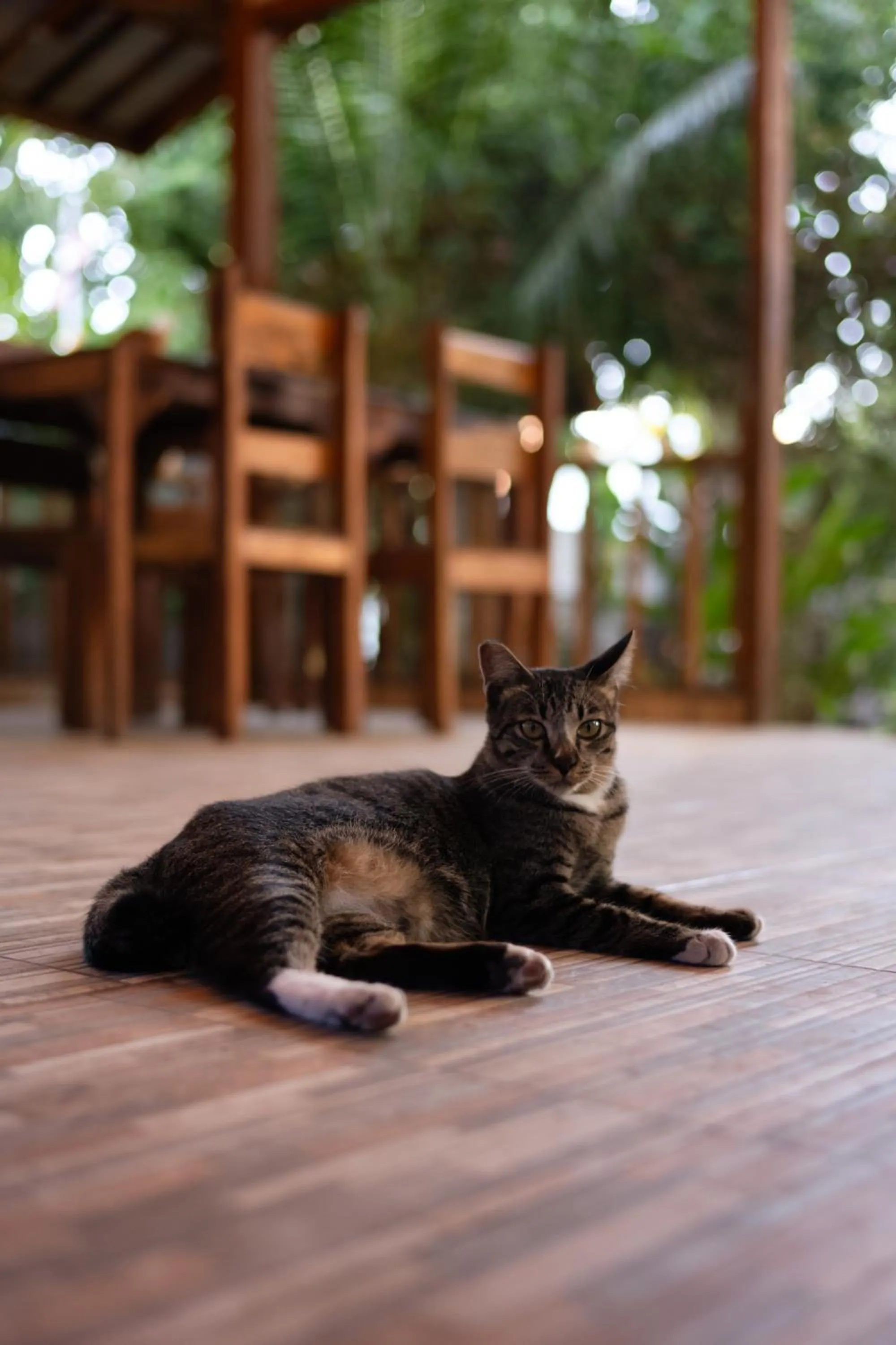 Pets in Florine's Garden