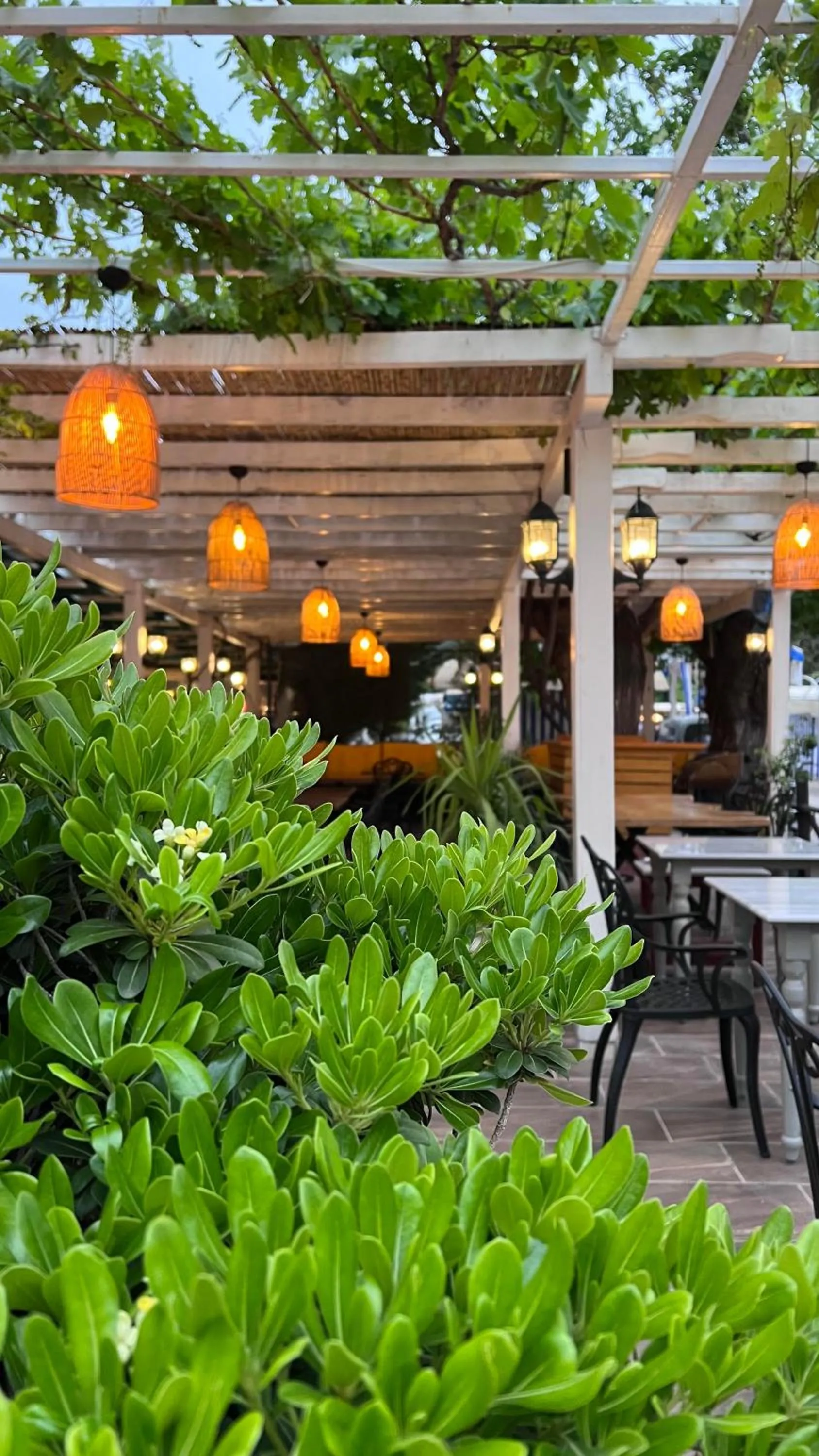 Restaurant/places to eat in Mimoza Hotel