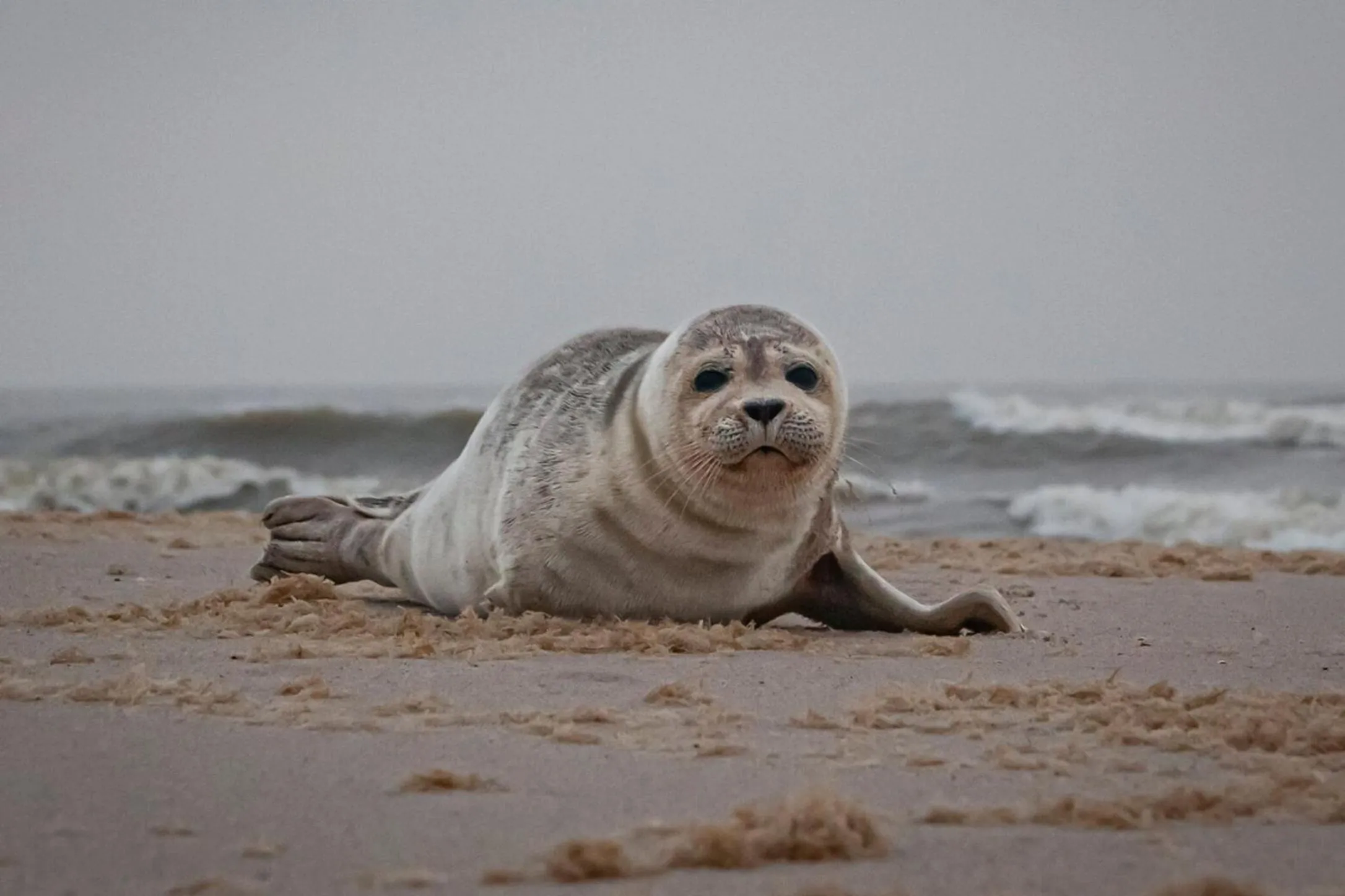 Natural landscape in Strandhotel Camperduin