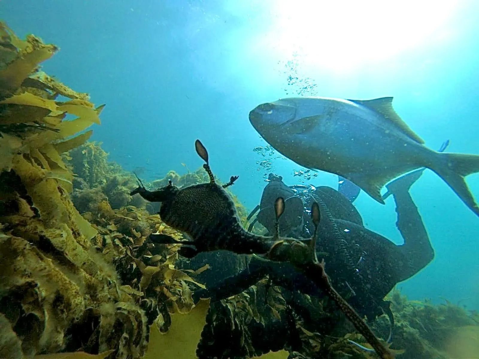 Diving in Poet's Cottage Stanley