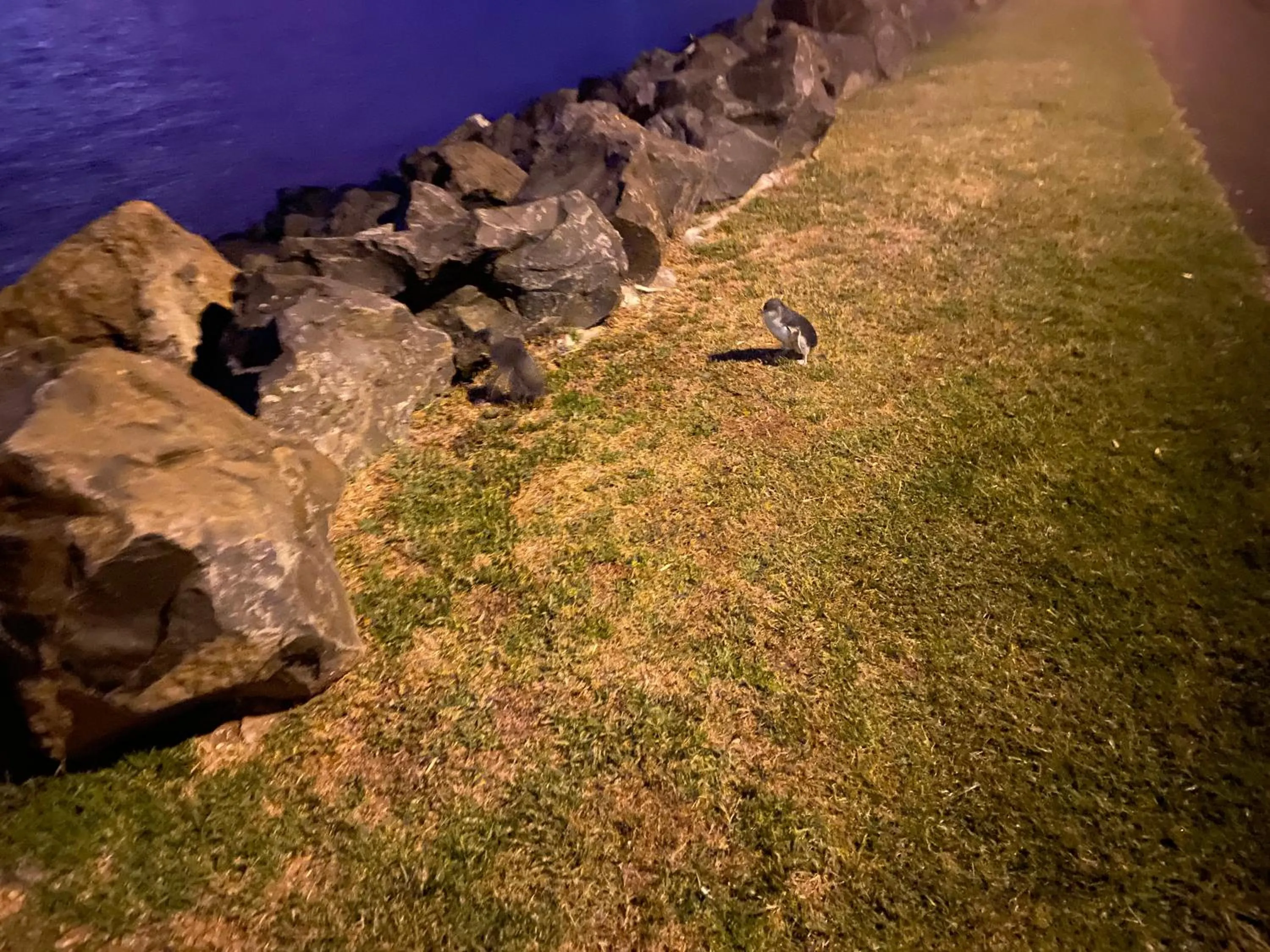 View (from property/room) in Poet's Cottage Stanley