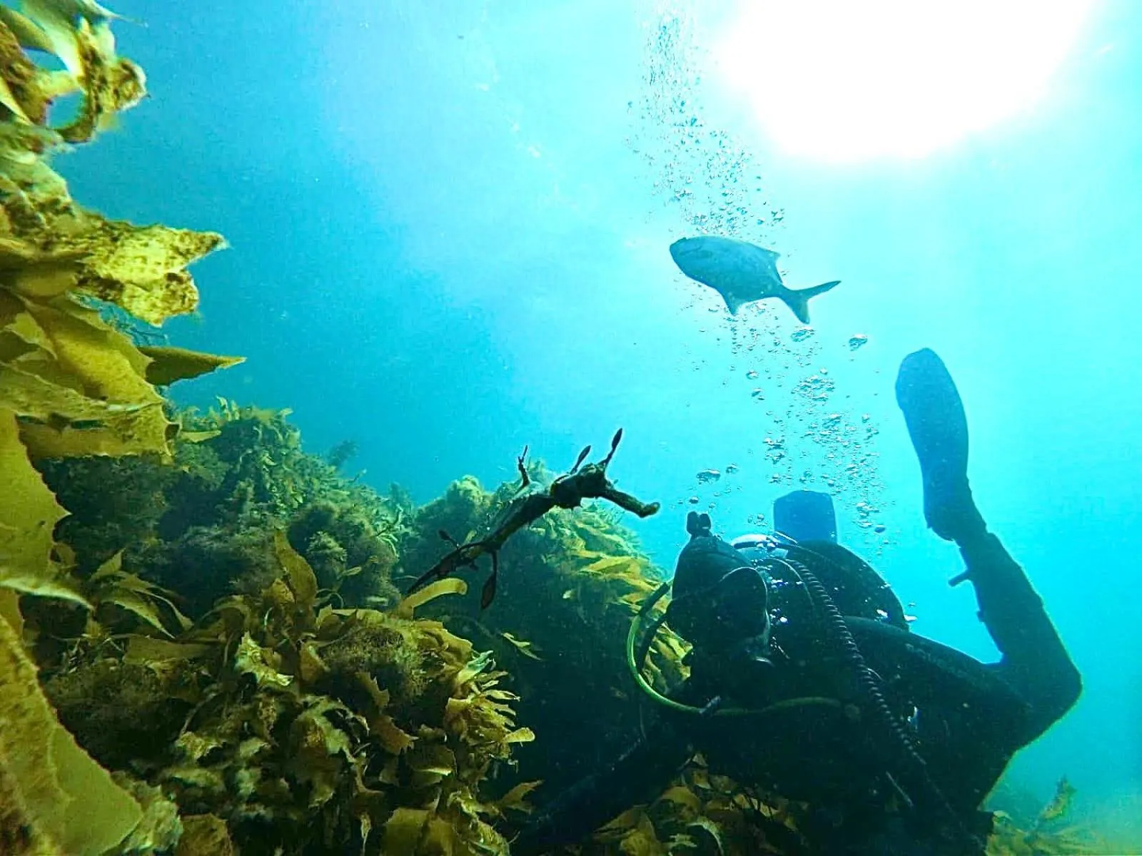 Diving in Poet's Cottage Stanley