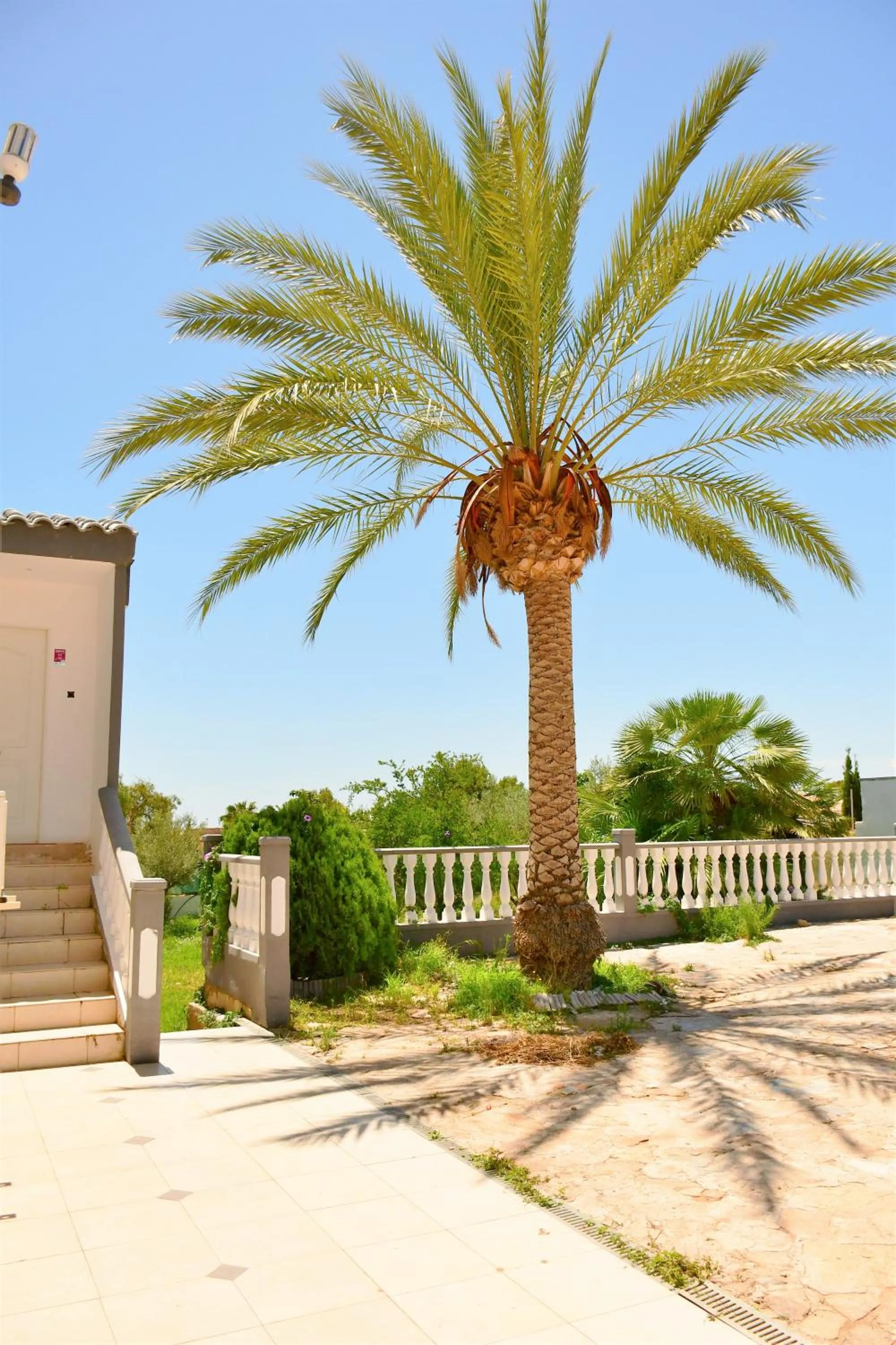 Garden in Kiwidestiny Alicante