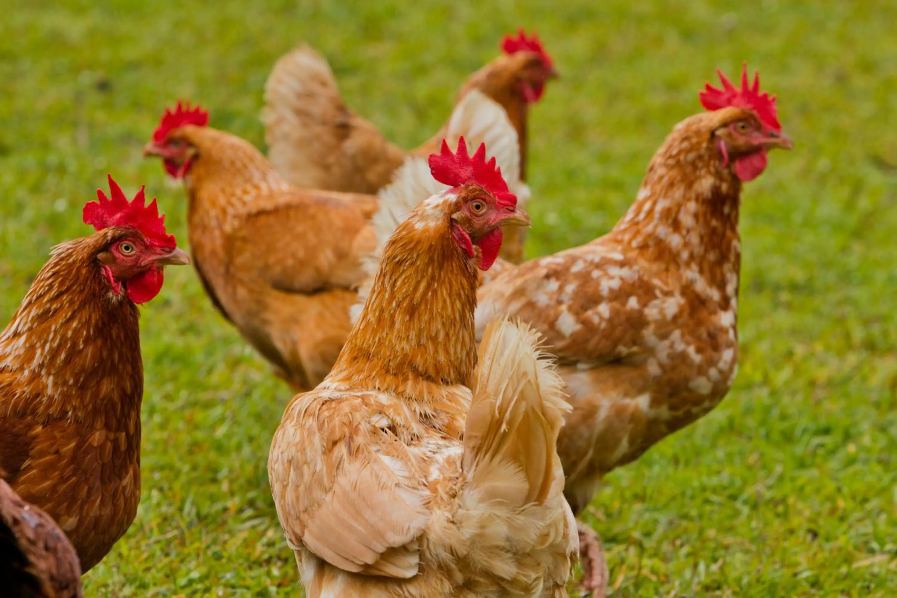 View (from property/room) in Aloha Junction Bed and Breakfast -Minutes away from Hawaii Volcanoes National Park