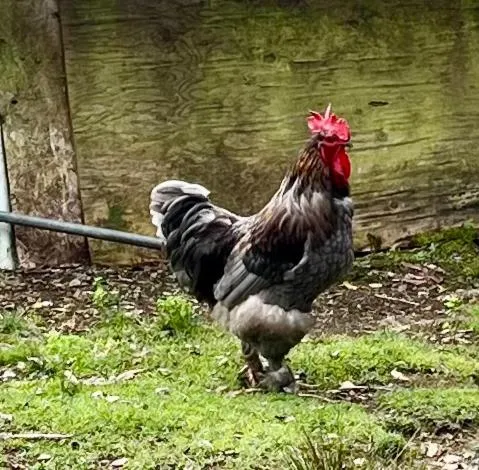 Aloha Junction Bed and Breakfast -Minutes away from Hawaii Volcanoes National Park