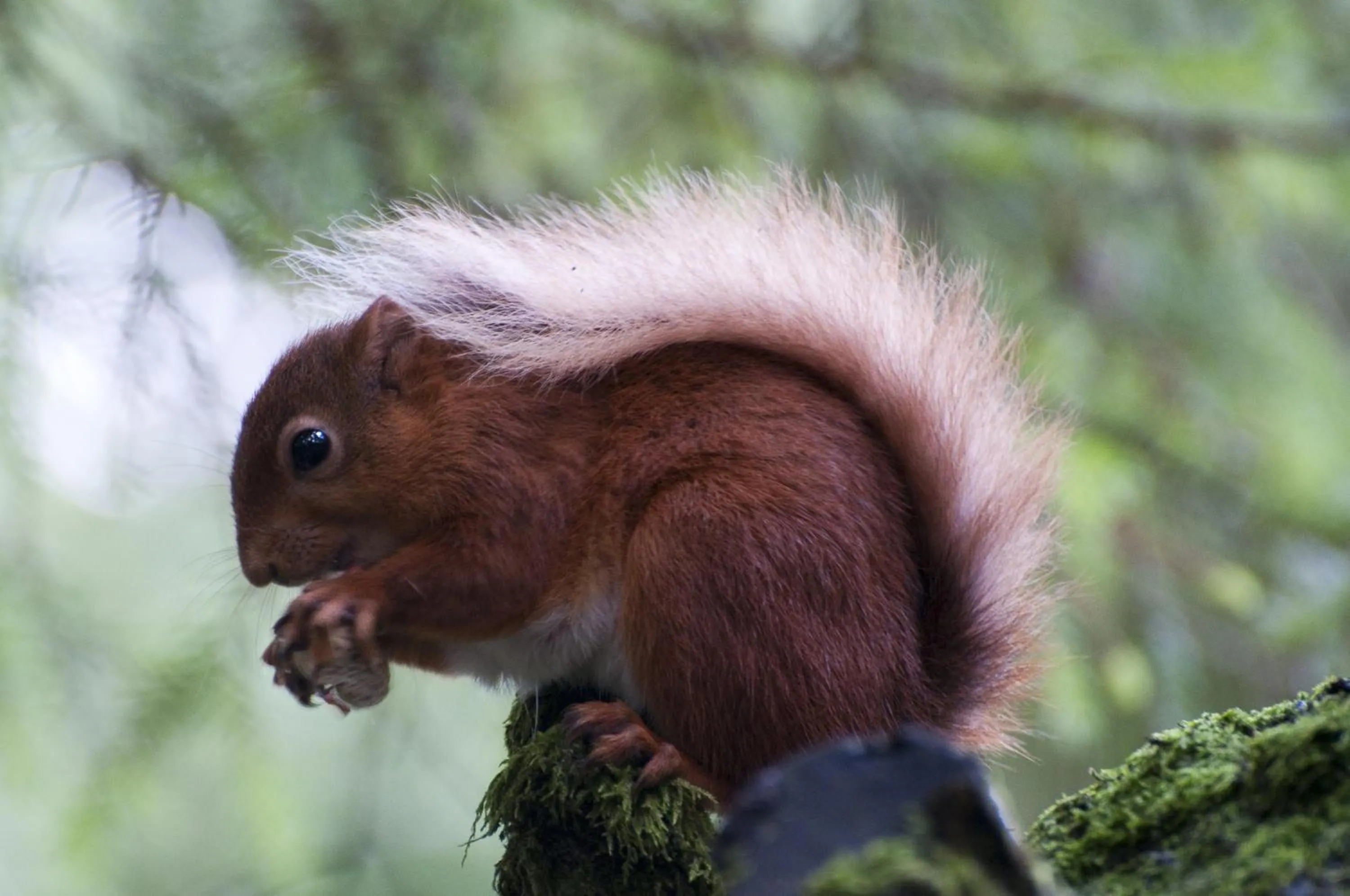 Animals in Shap Wells Hotel