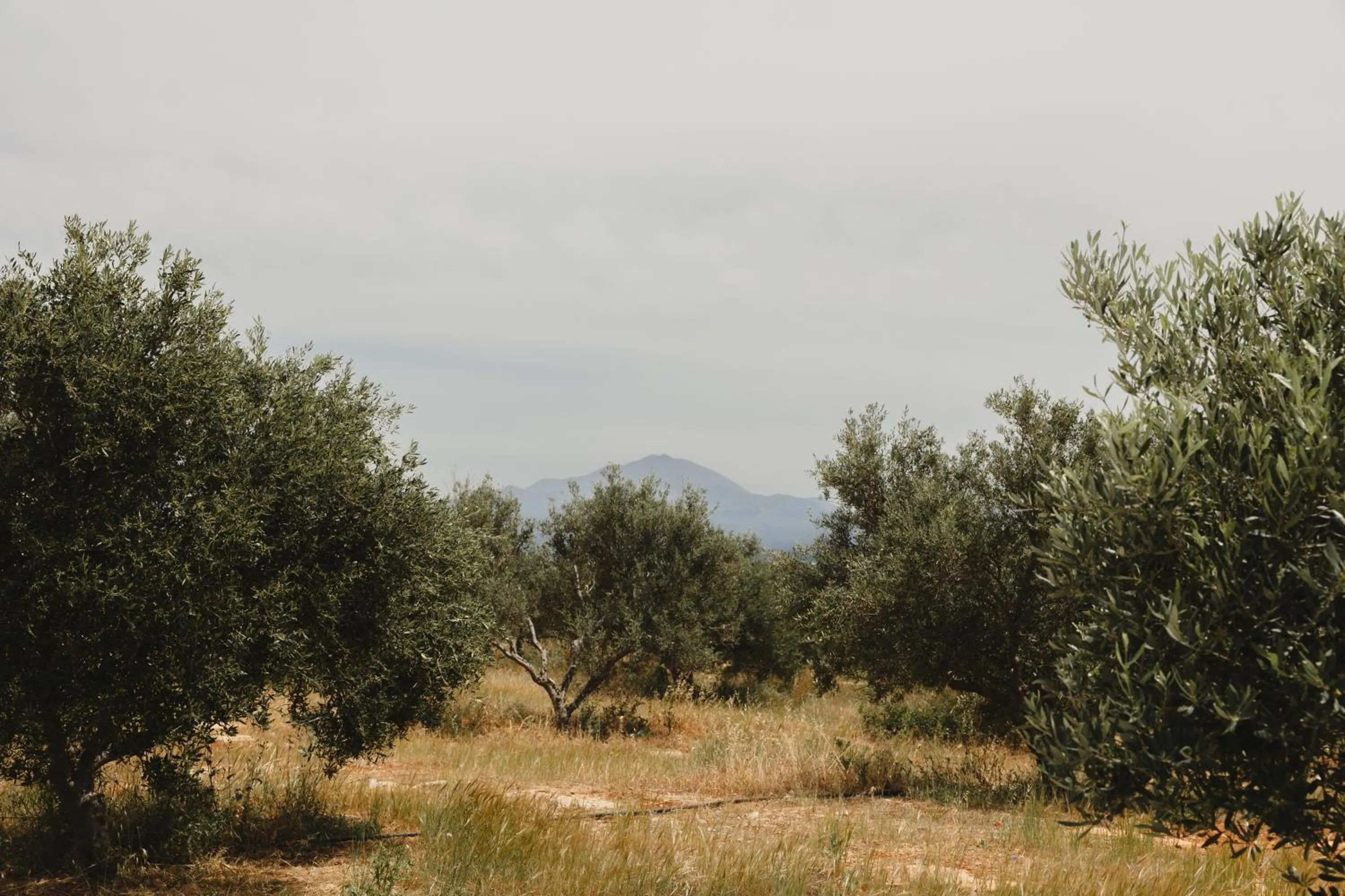 Natural landscape in Dedalos Touch Boutique Hotel