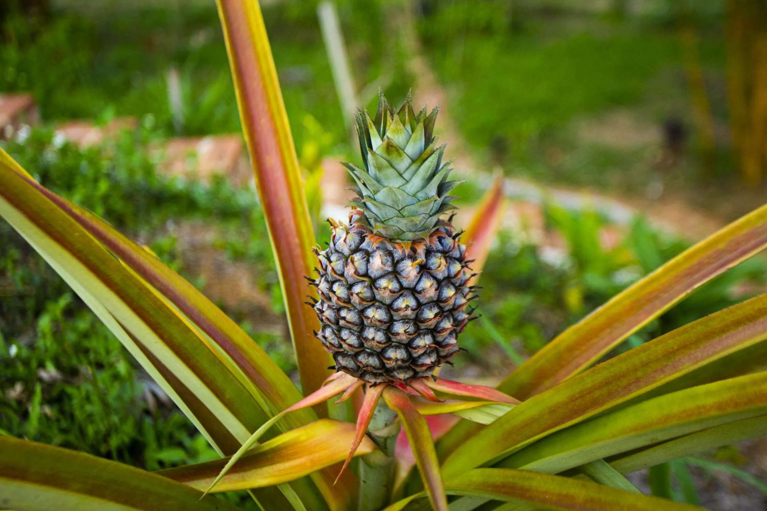Garden in Naga Lodge