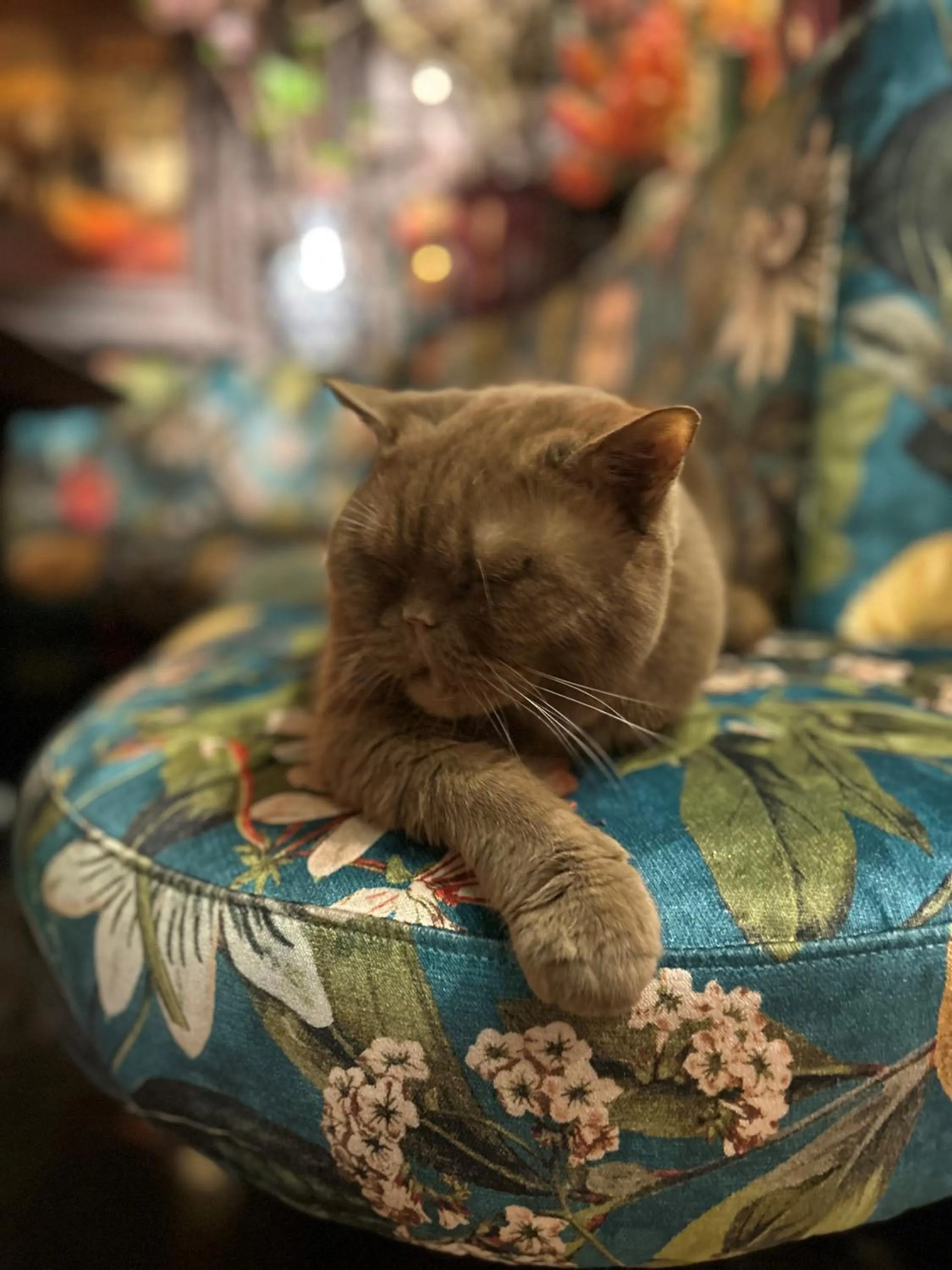 Pets in Hotel Estheréa