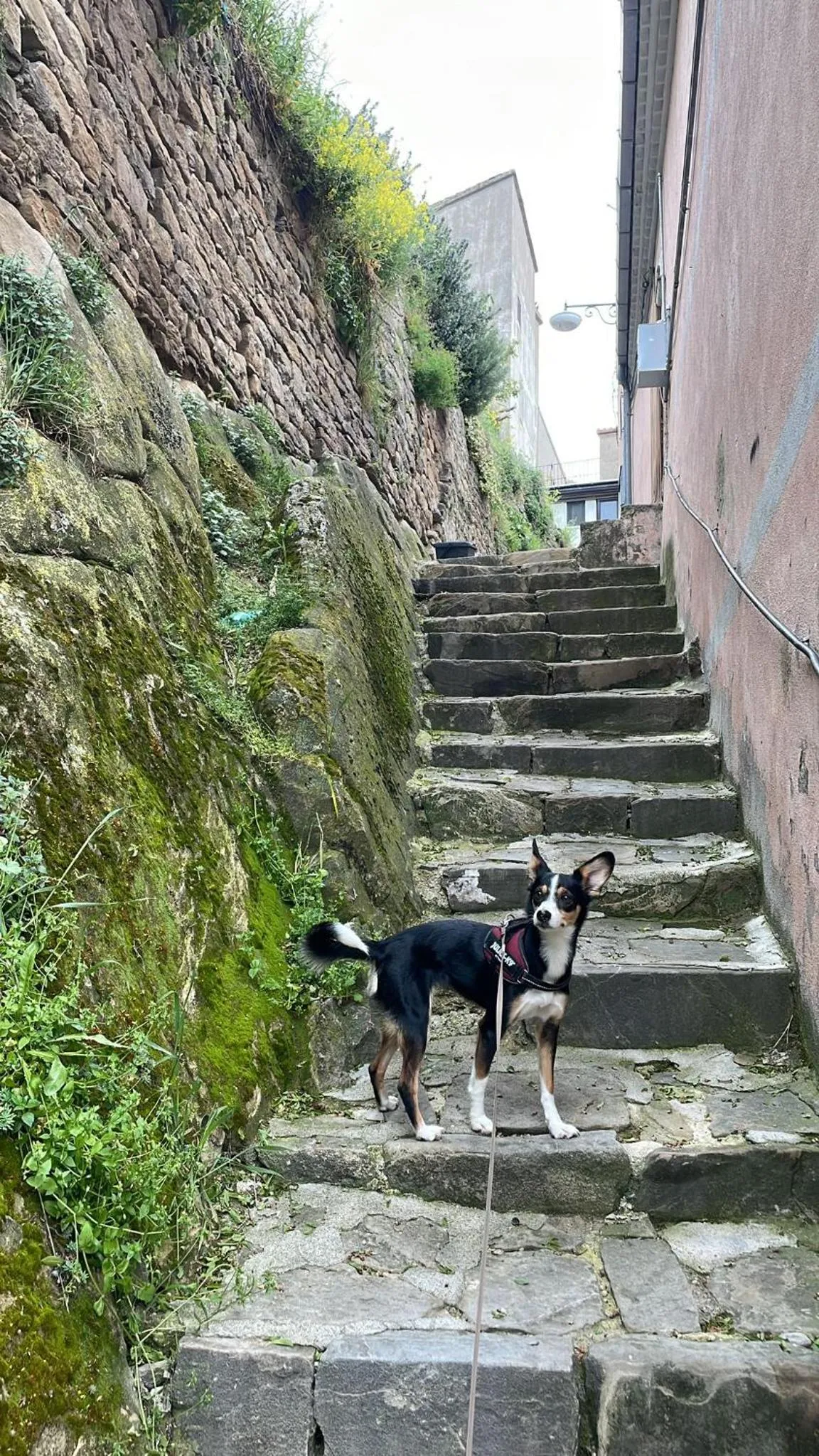 Pets in Karlin's house Anzi - albergo diffuso