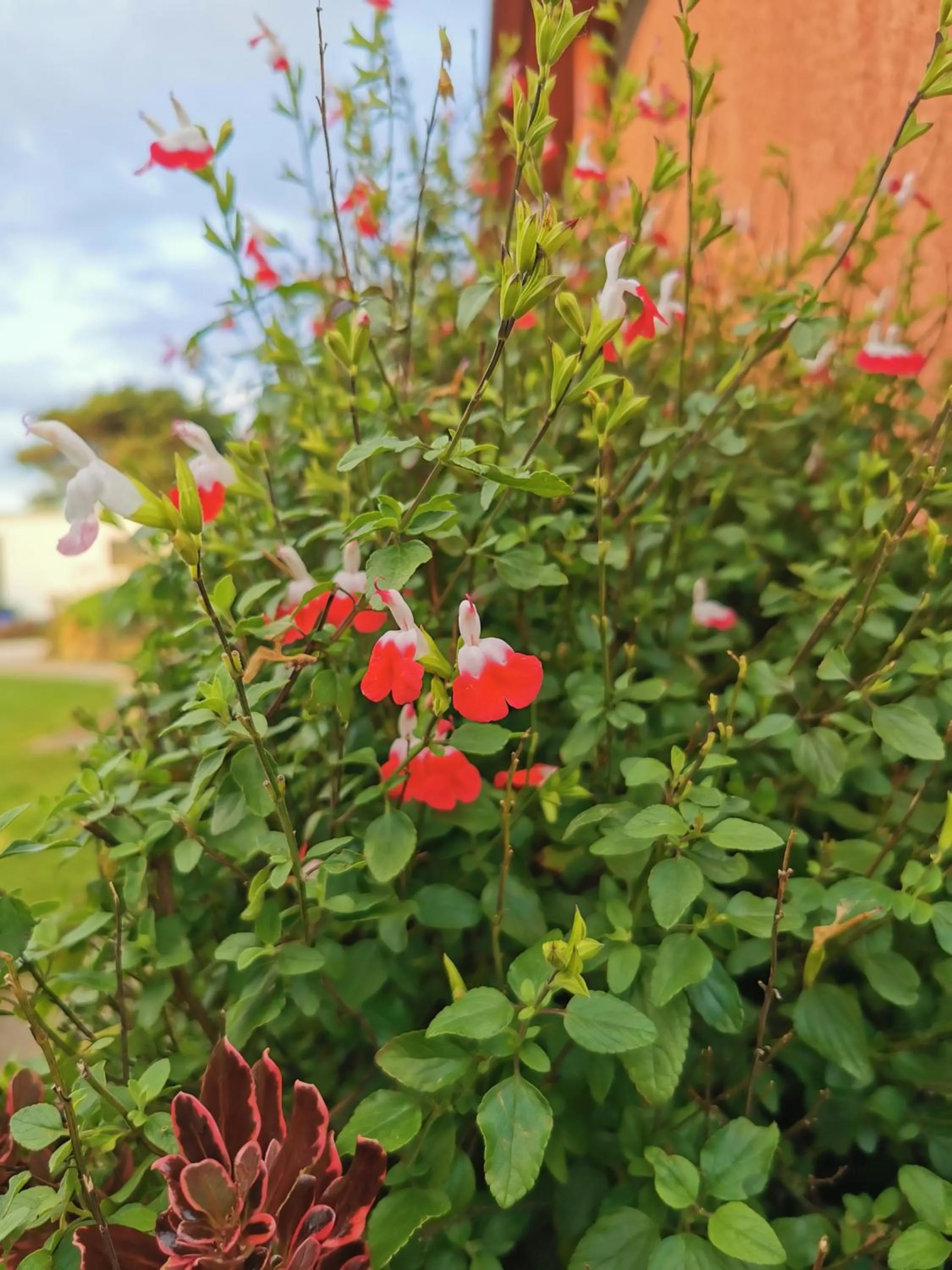 Garden in Colac Otway Caravan & Cabin Park