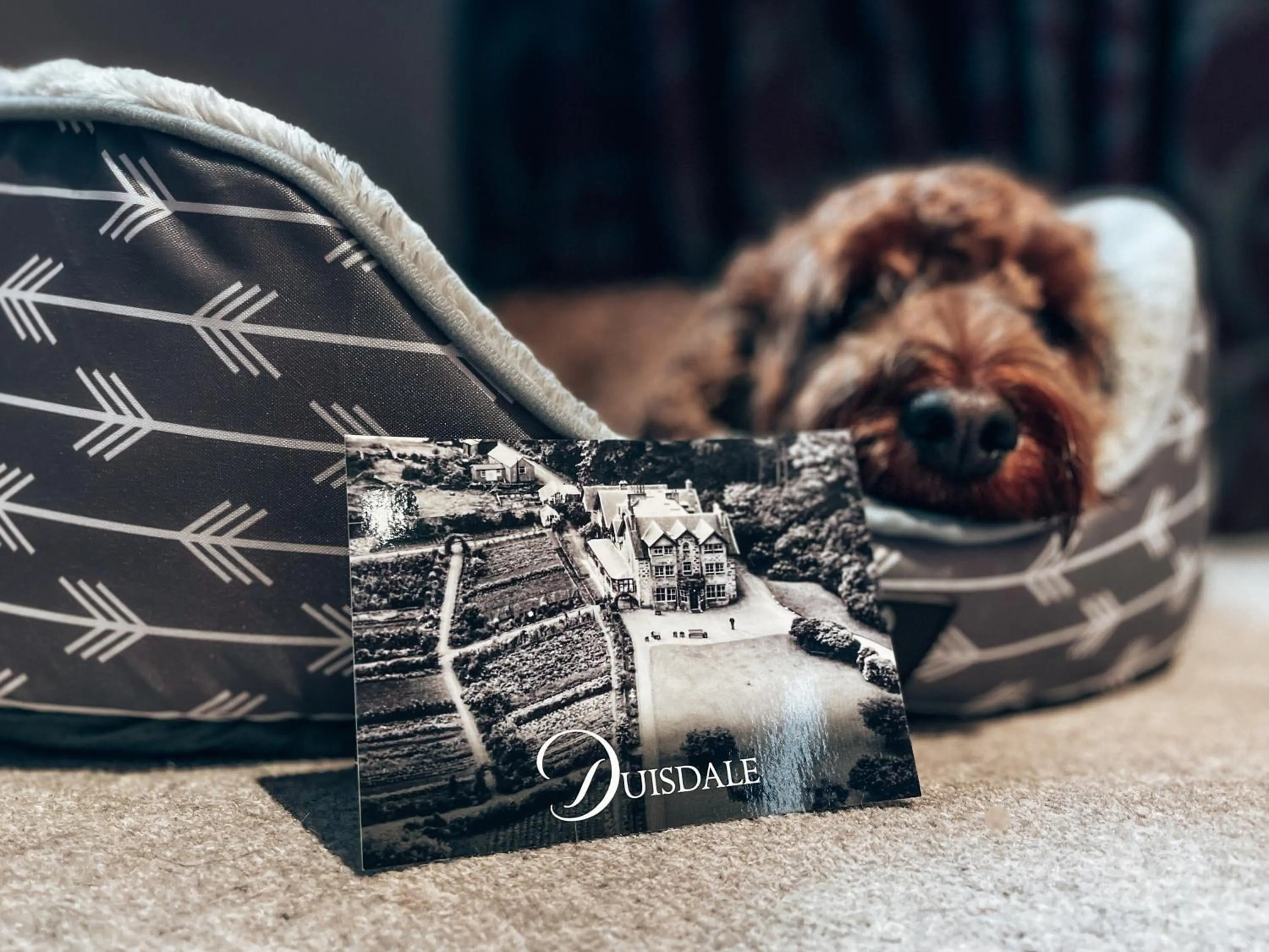 Pets in Duisdale House Hotel