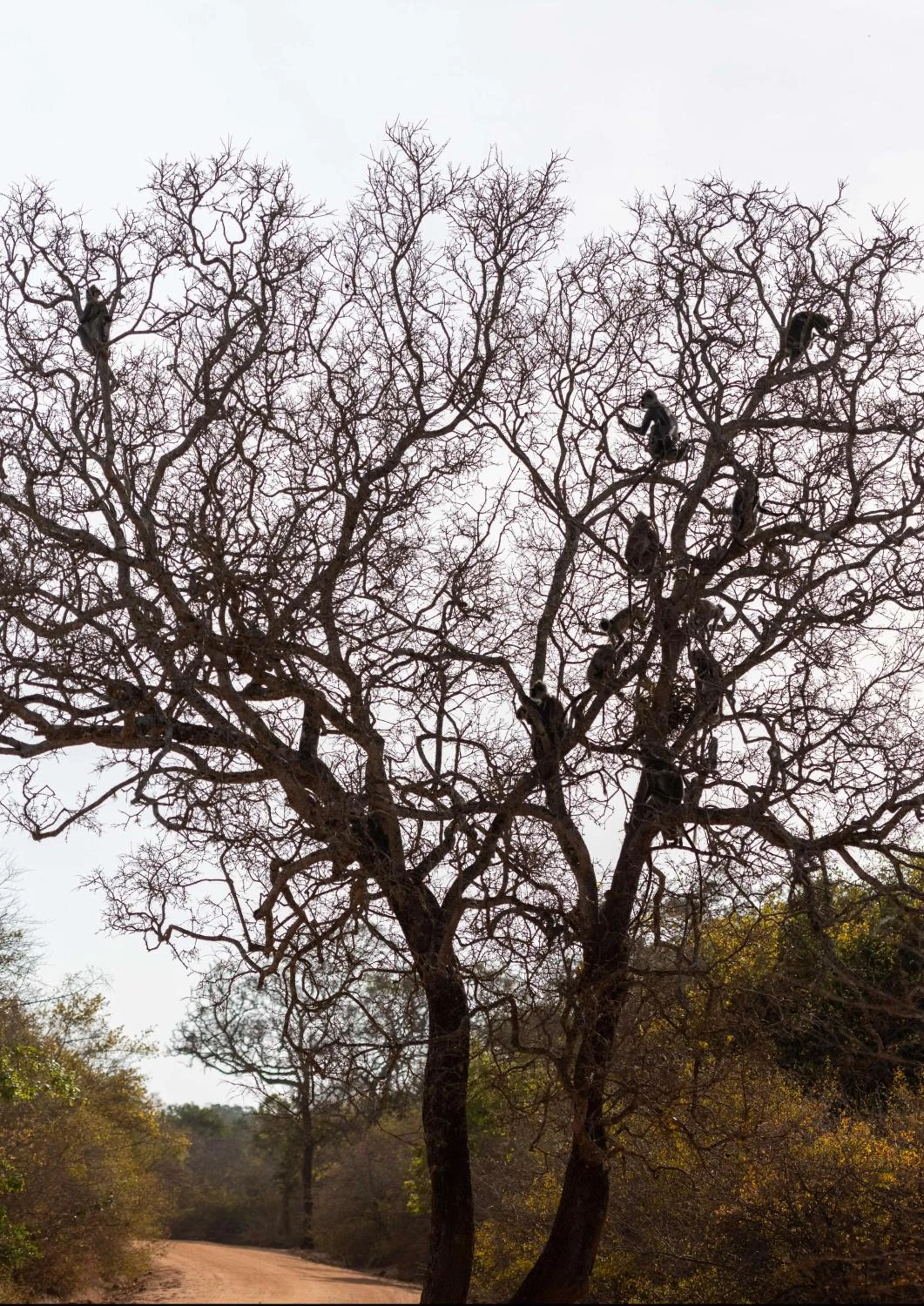 Property building in Hilton Yala Resort