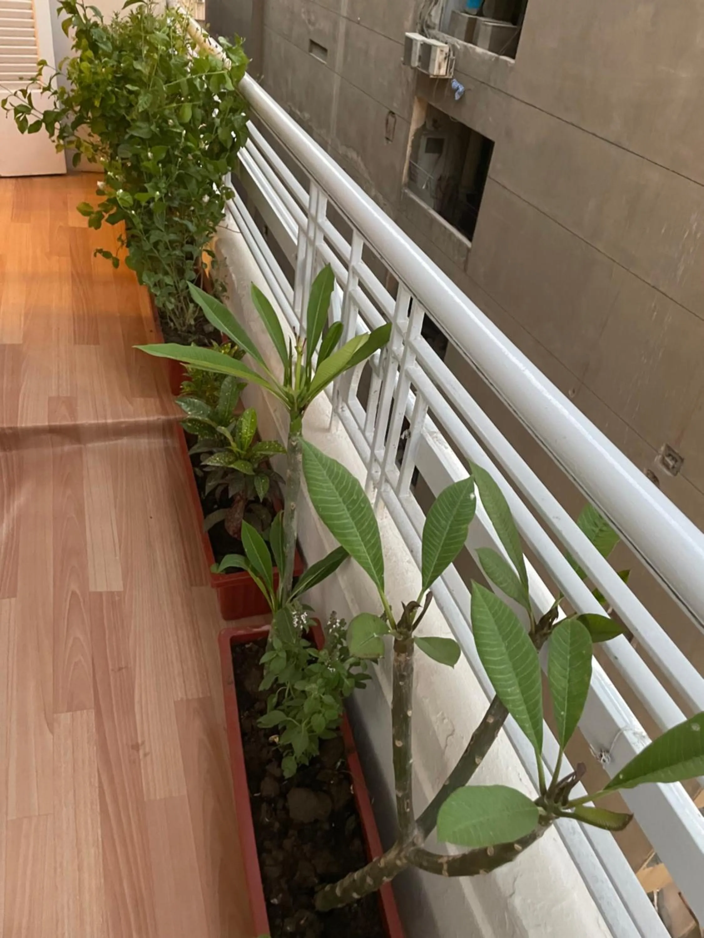 Balcony/Terrace in Central Cairo Hotel