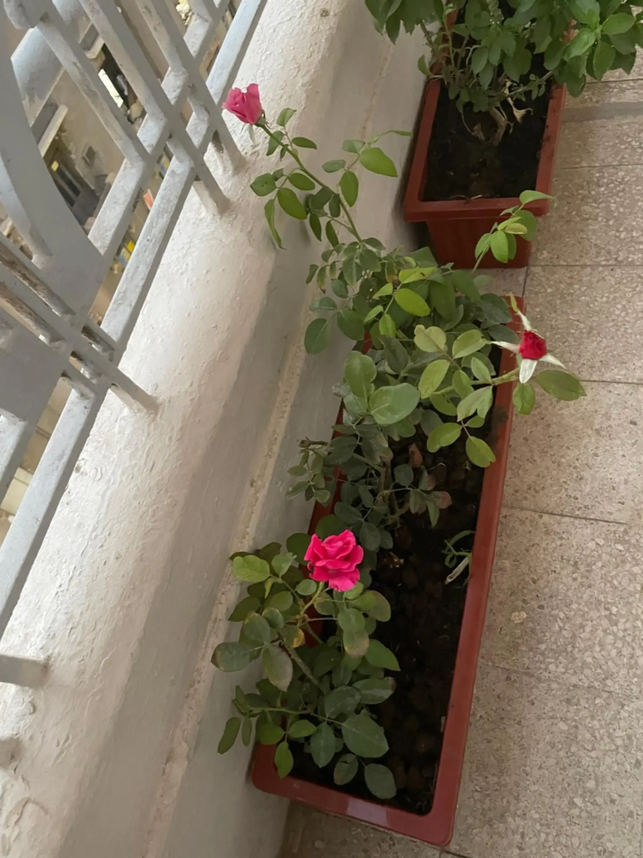 Twin Room with Private Bathroom in Central Cairo Hotel Twin Room with Private Bathroom in Central Cairo Hotel