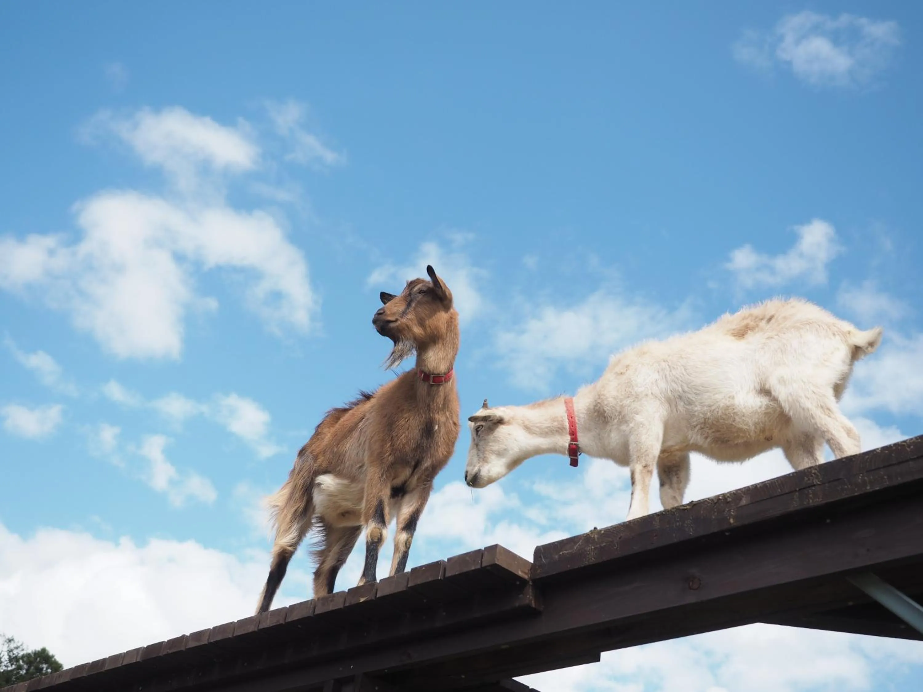 Animals in THE FARM Resort Japan