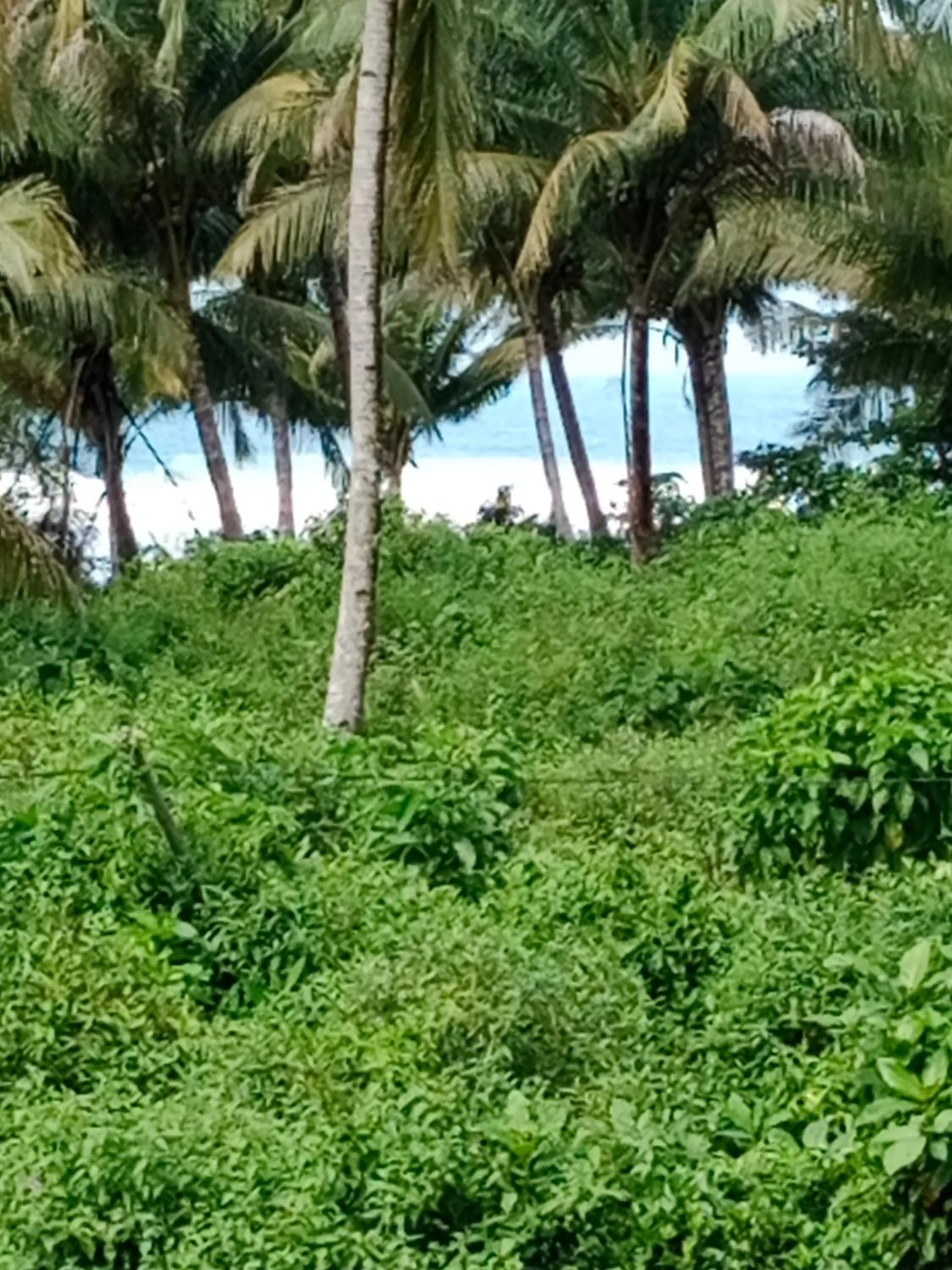Natural landscape in Rumah Nalu surf camp
