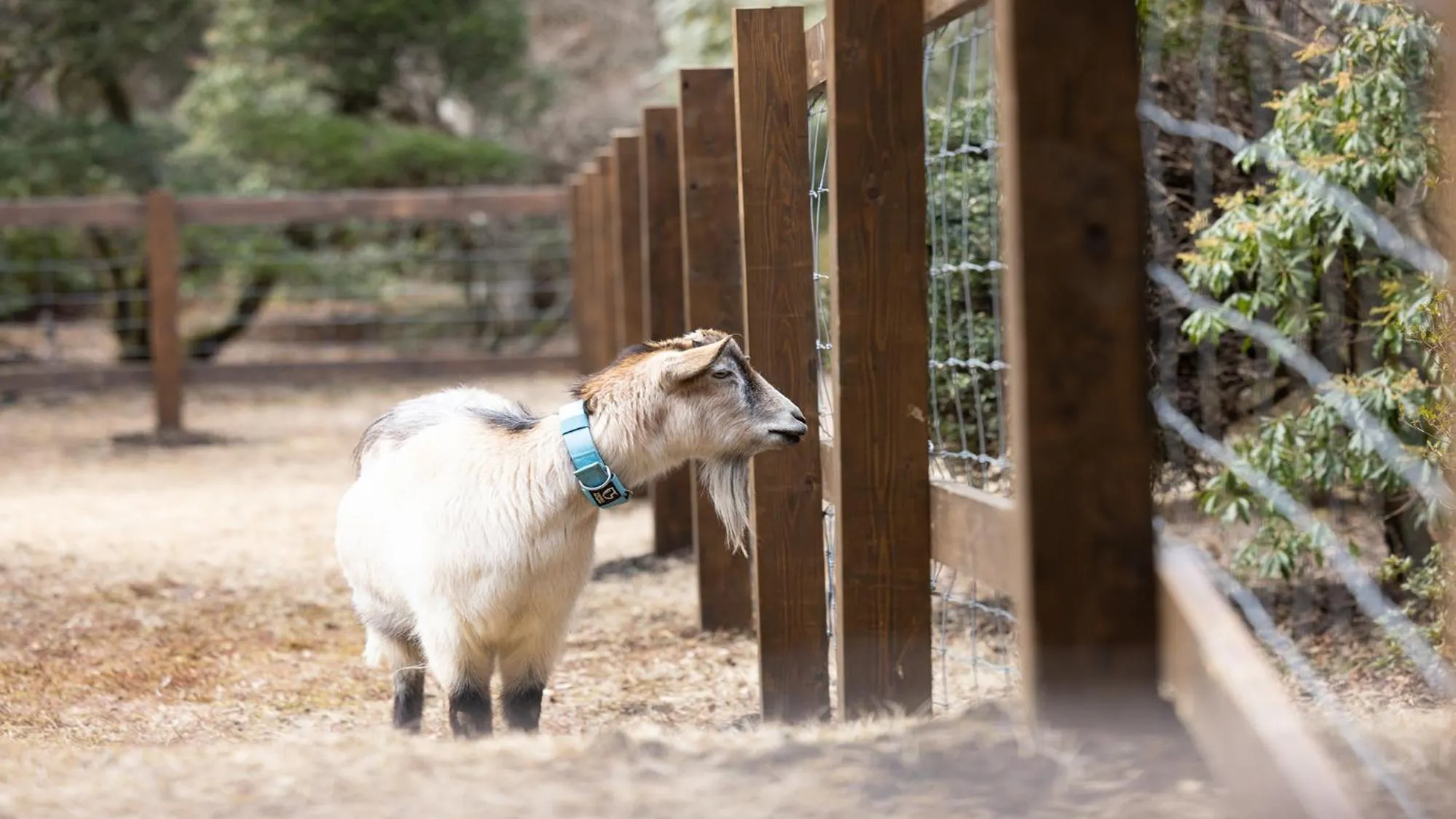 Garden in Sengokubara COCON