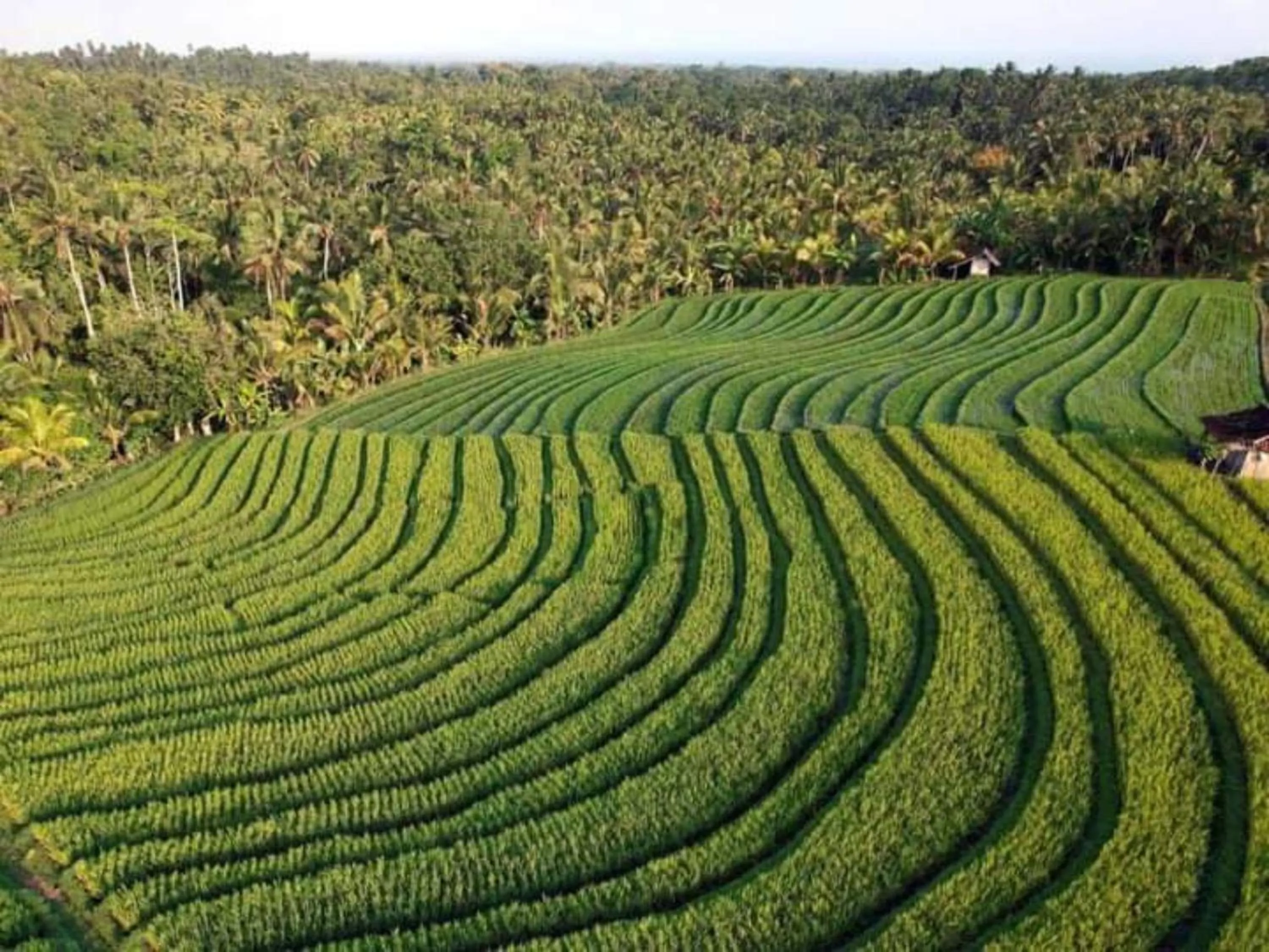 View (from property/room) in Antagana Retreat