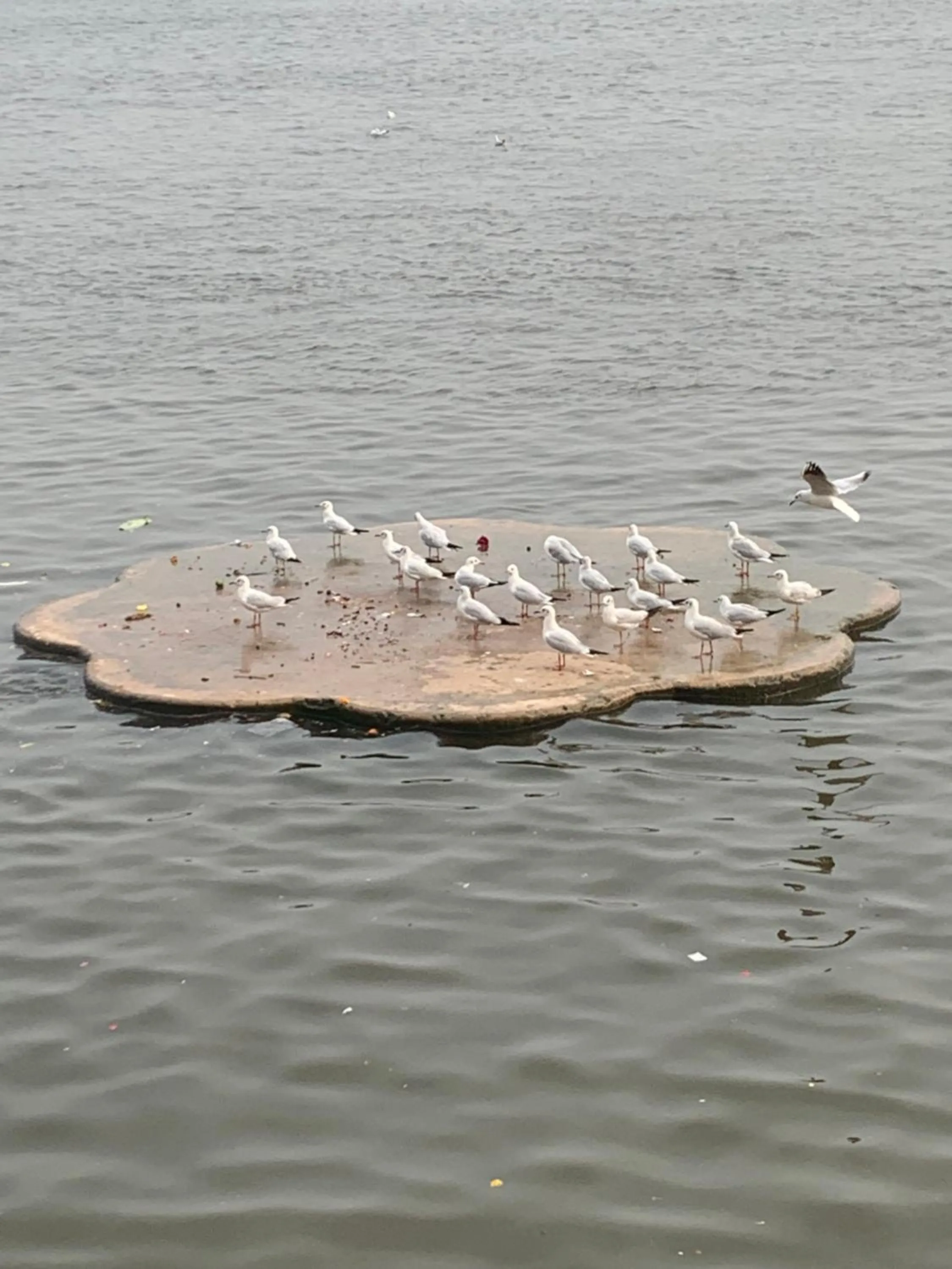 River view in Hotel Rajyashree Palace