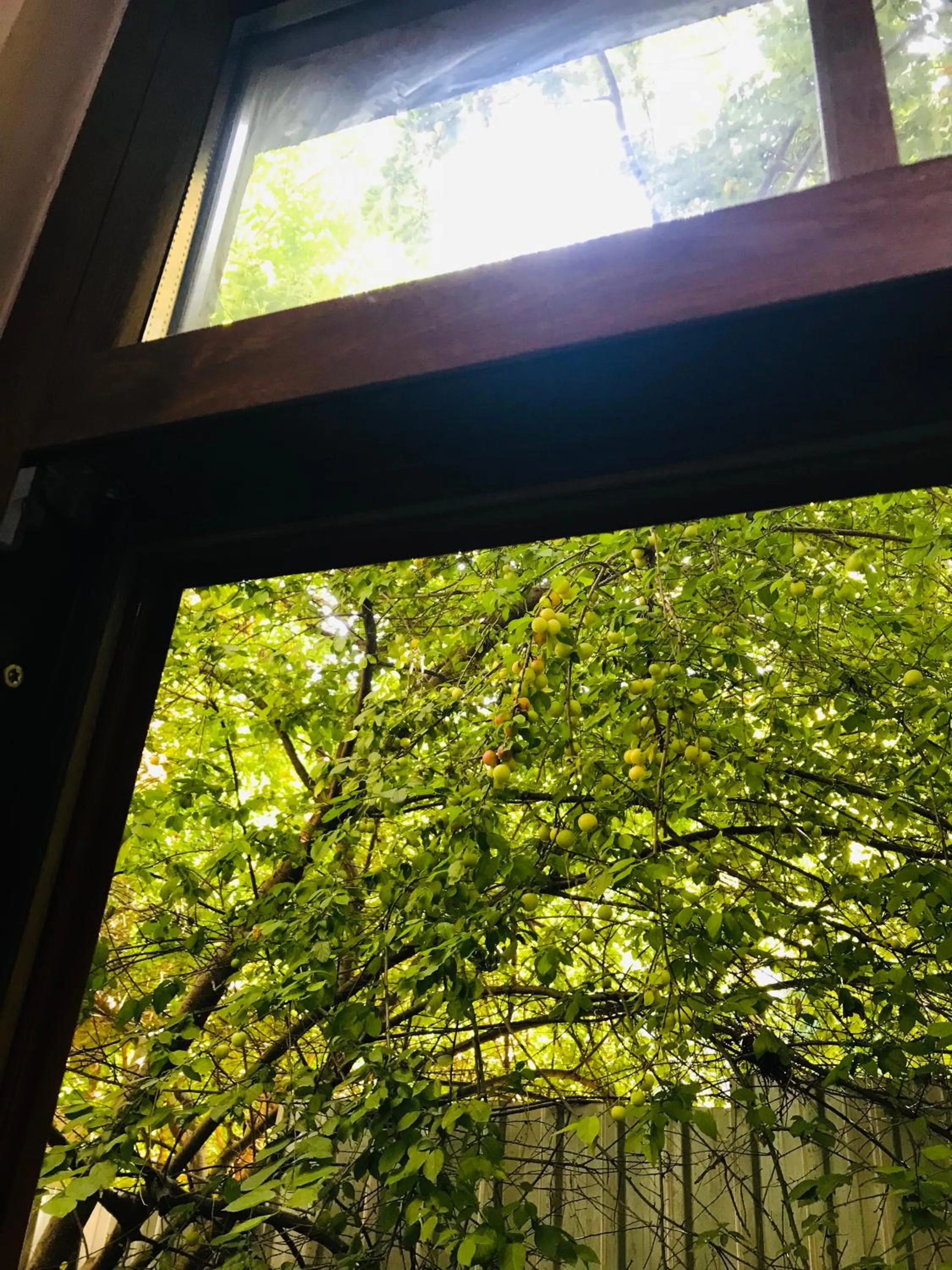 Garden view in Halil Bey Konağı