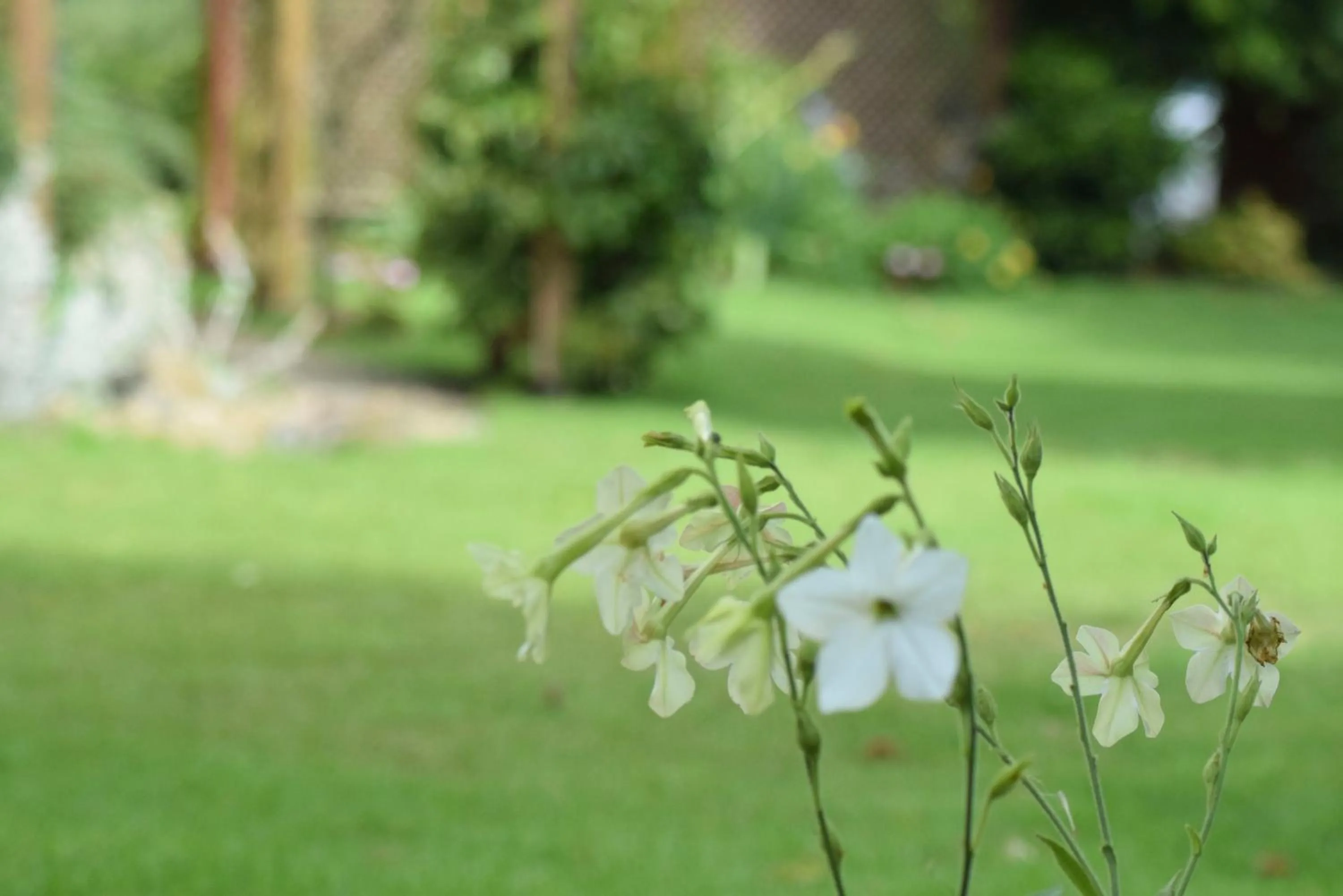 Garden in Beaumont House