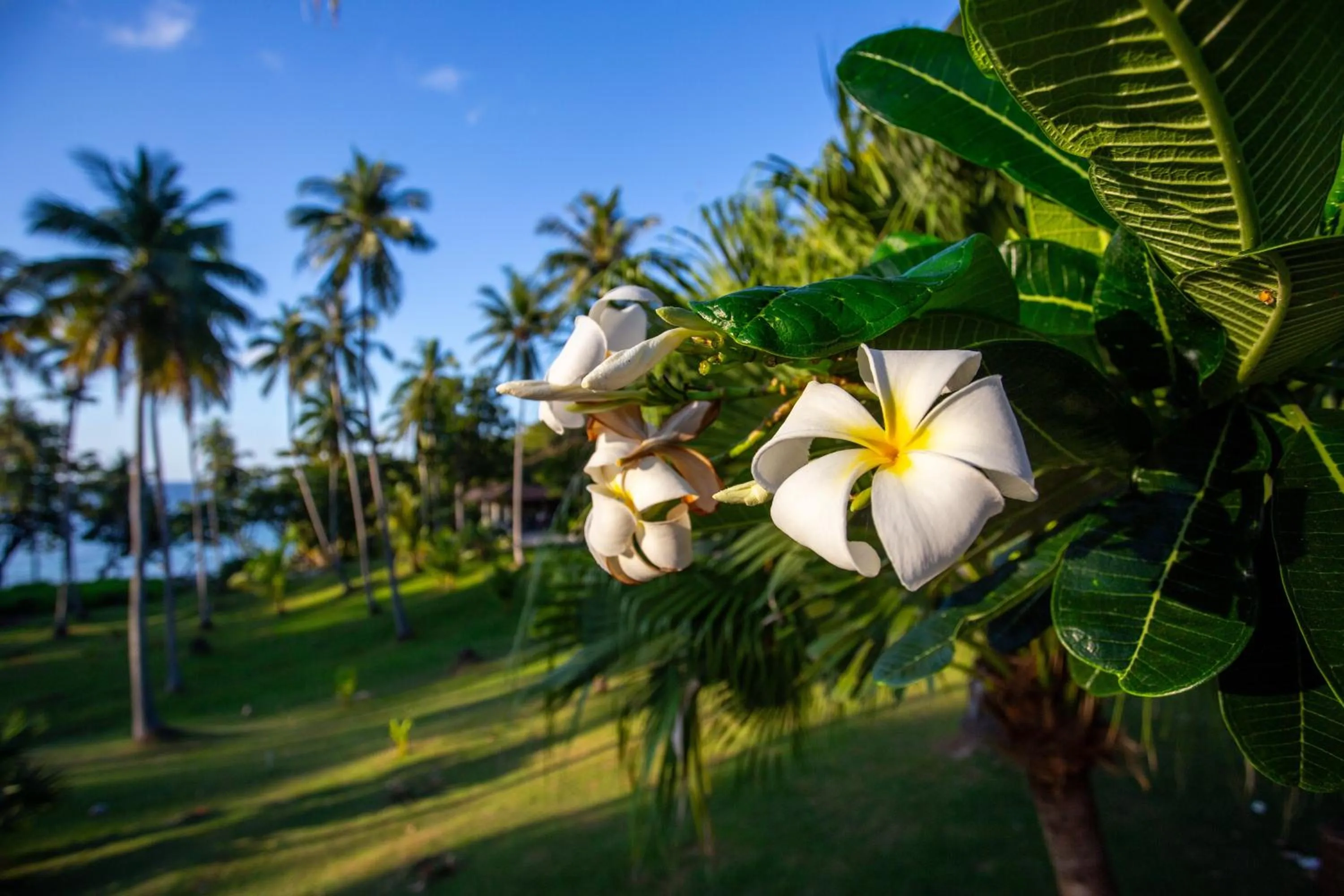 Garden in Ban Raya Resort and Spa