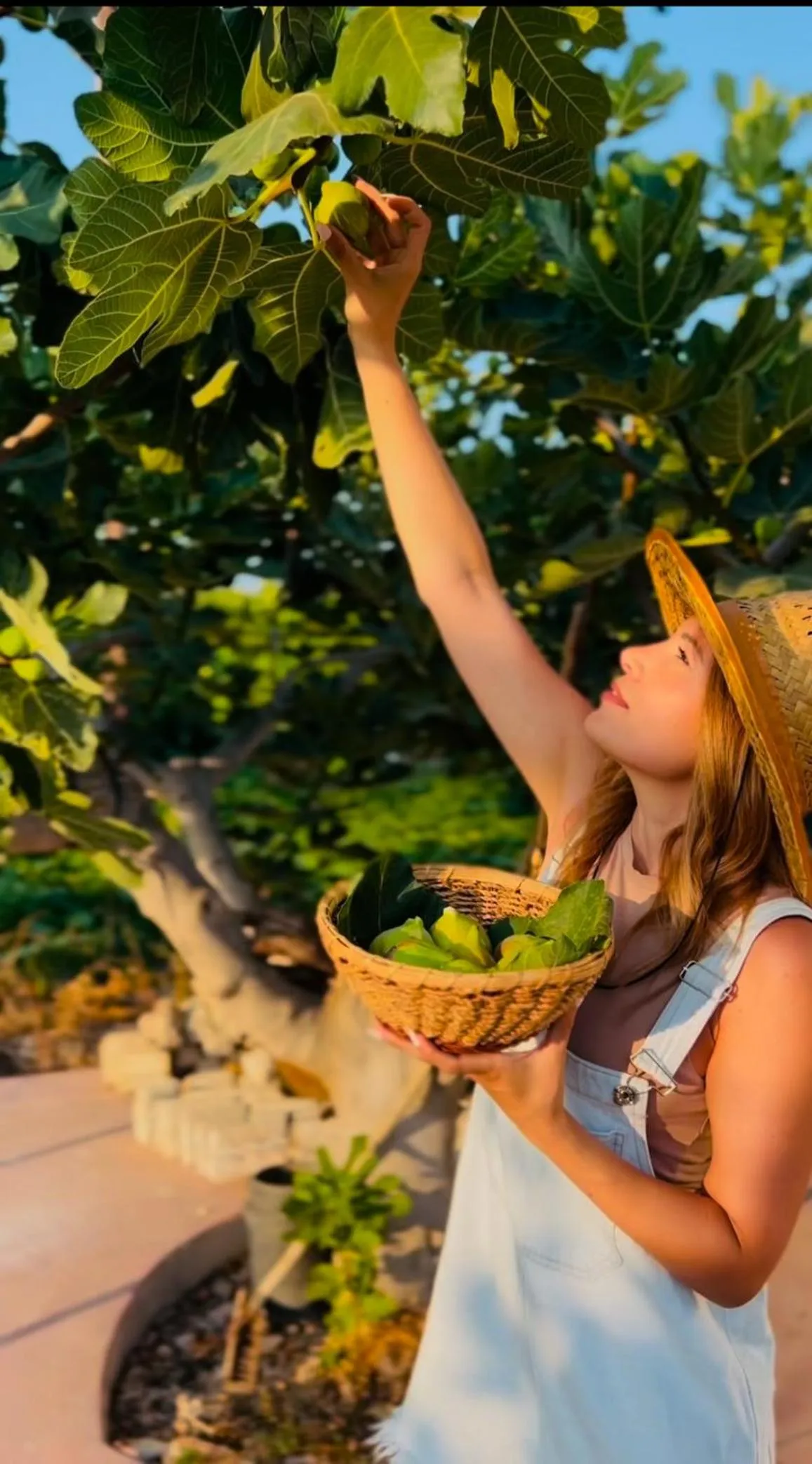 Garden view in Terra Hélios Suites & Studios
