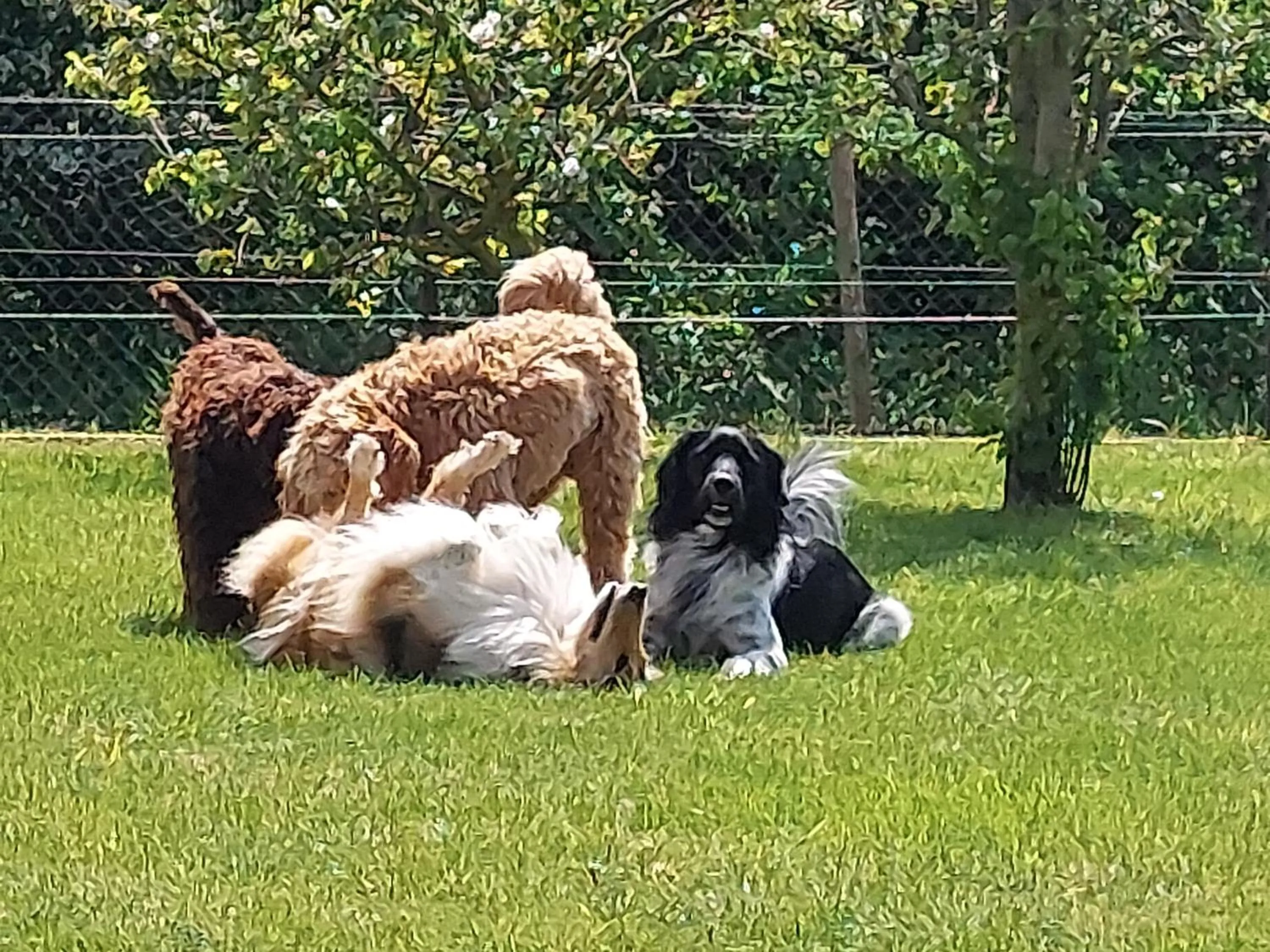 pet friendly in B&B Finis terrae with wellness