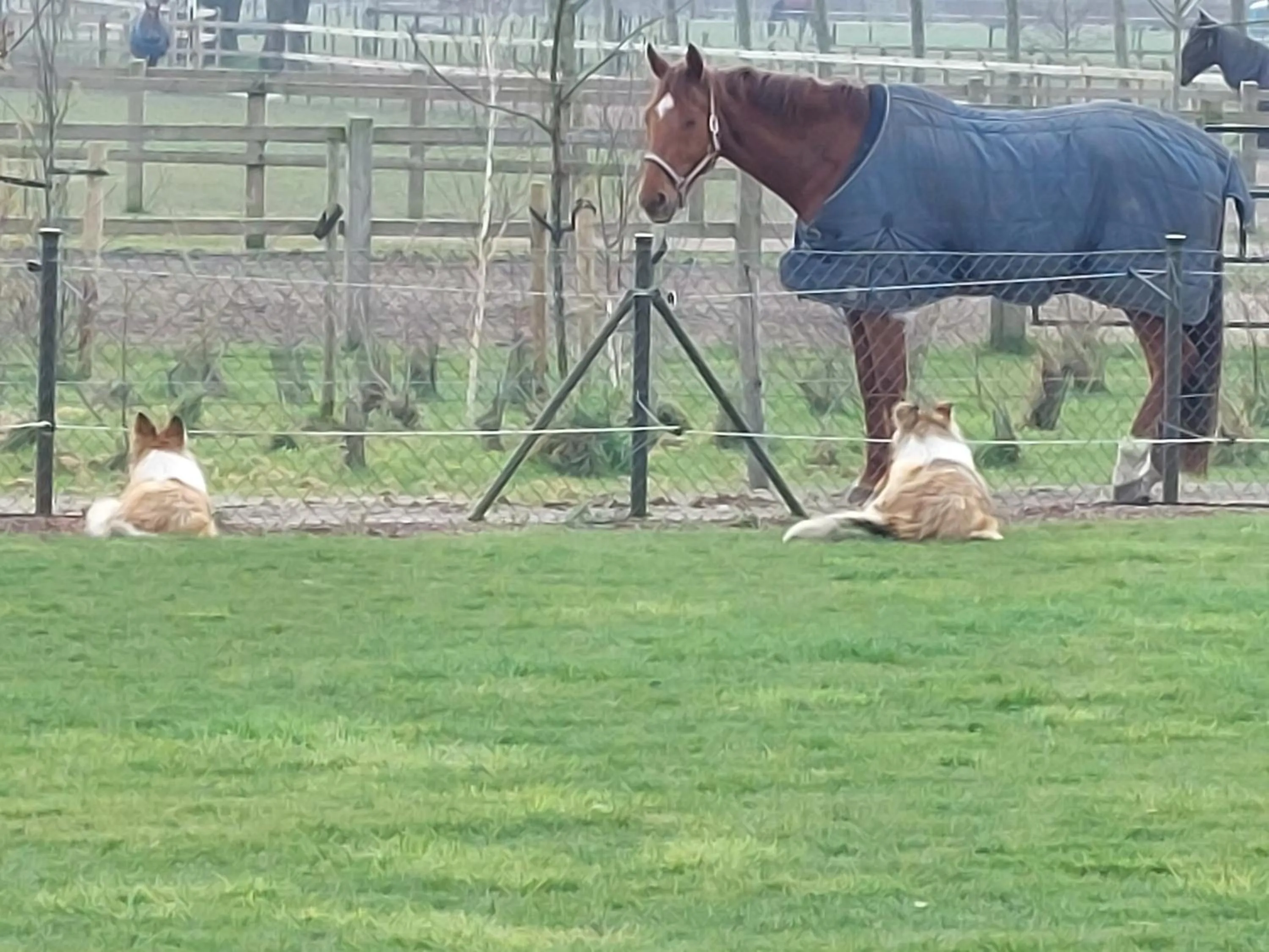 Garden view in B&B Finis terrae with wellness