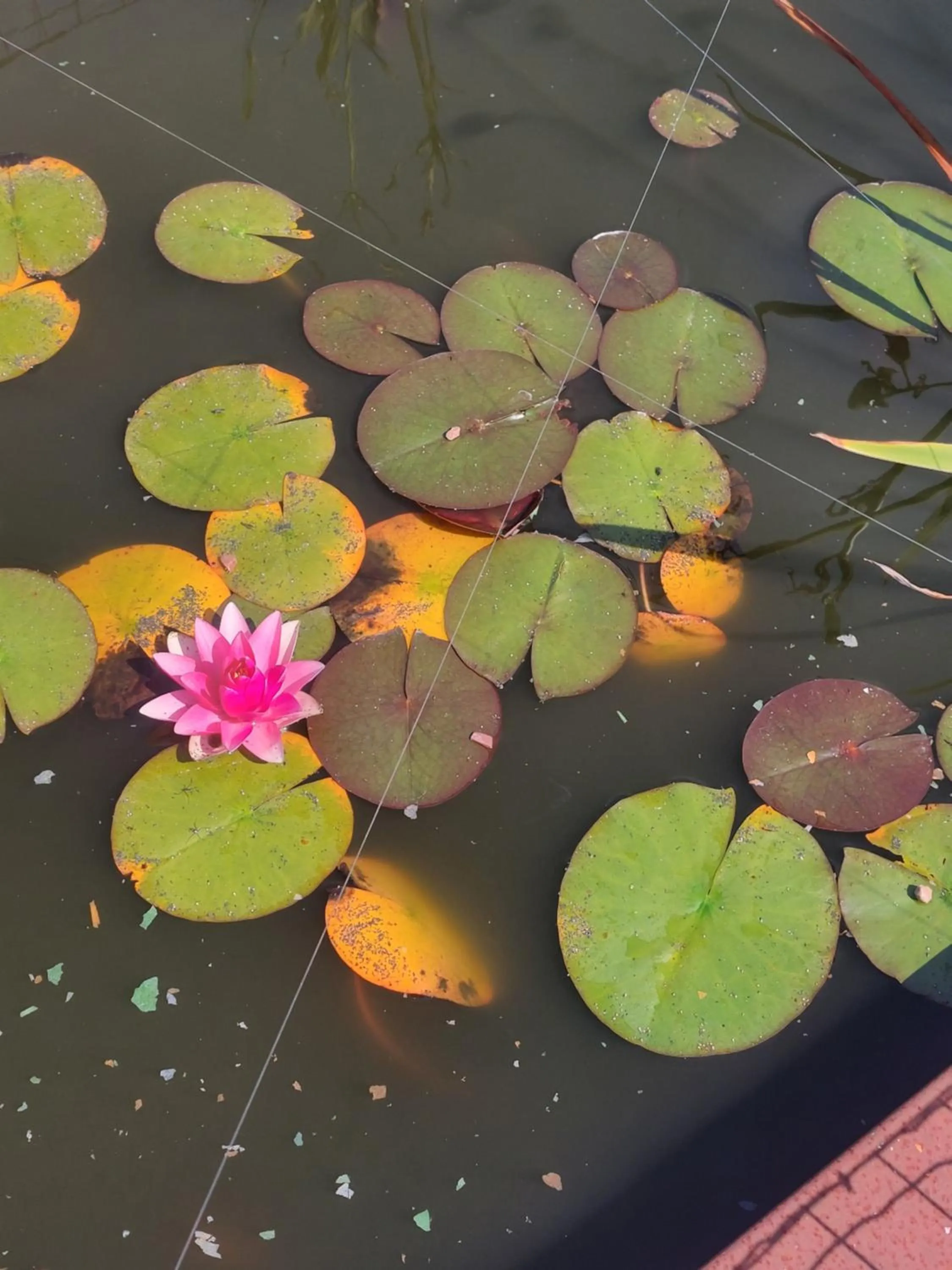 Garden in B&B Finis terrae with wellness