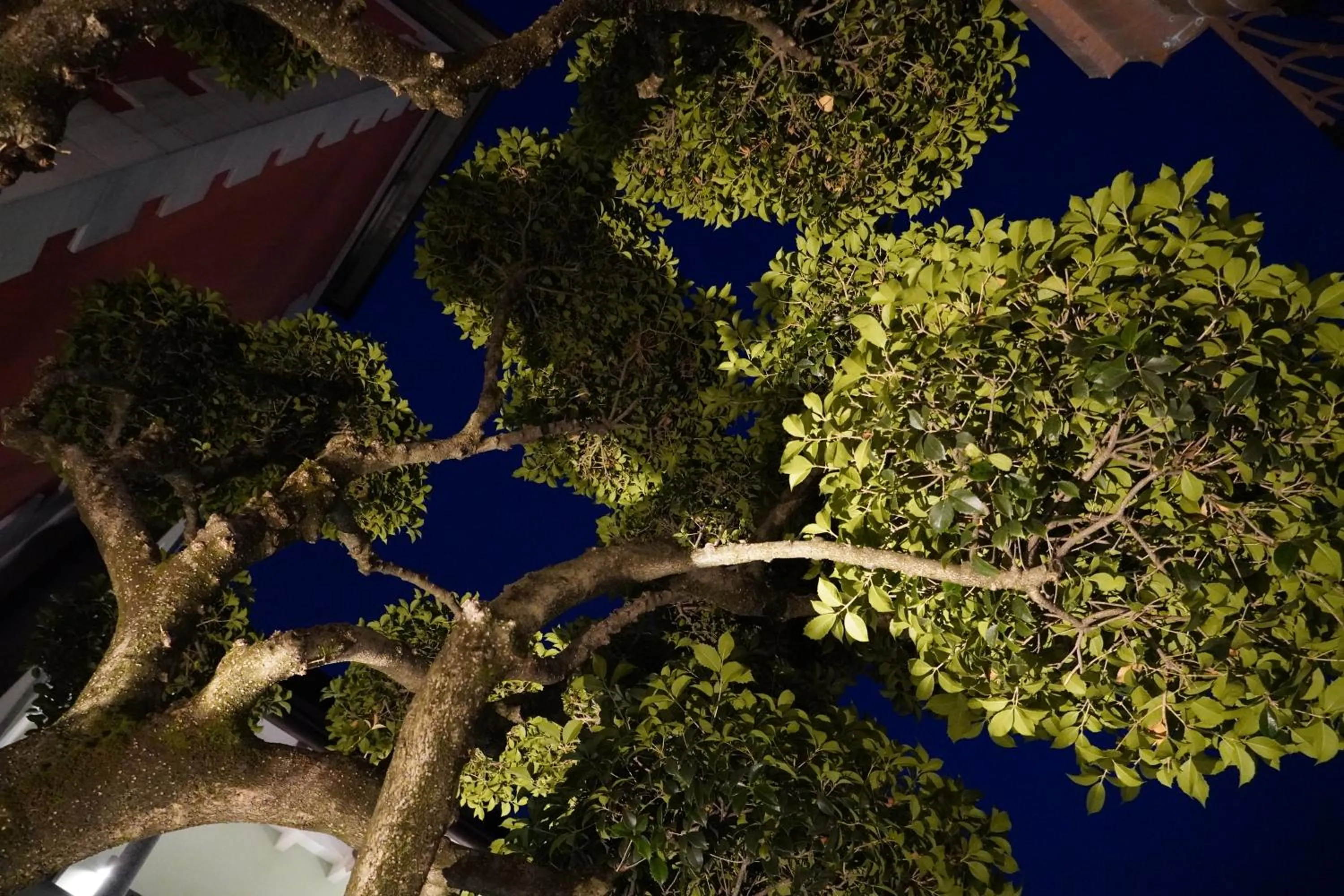 Garden view in Hotel Ponti
