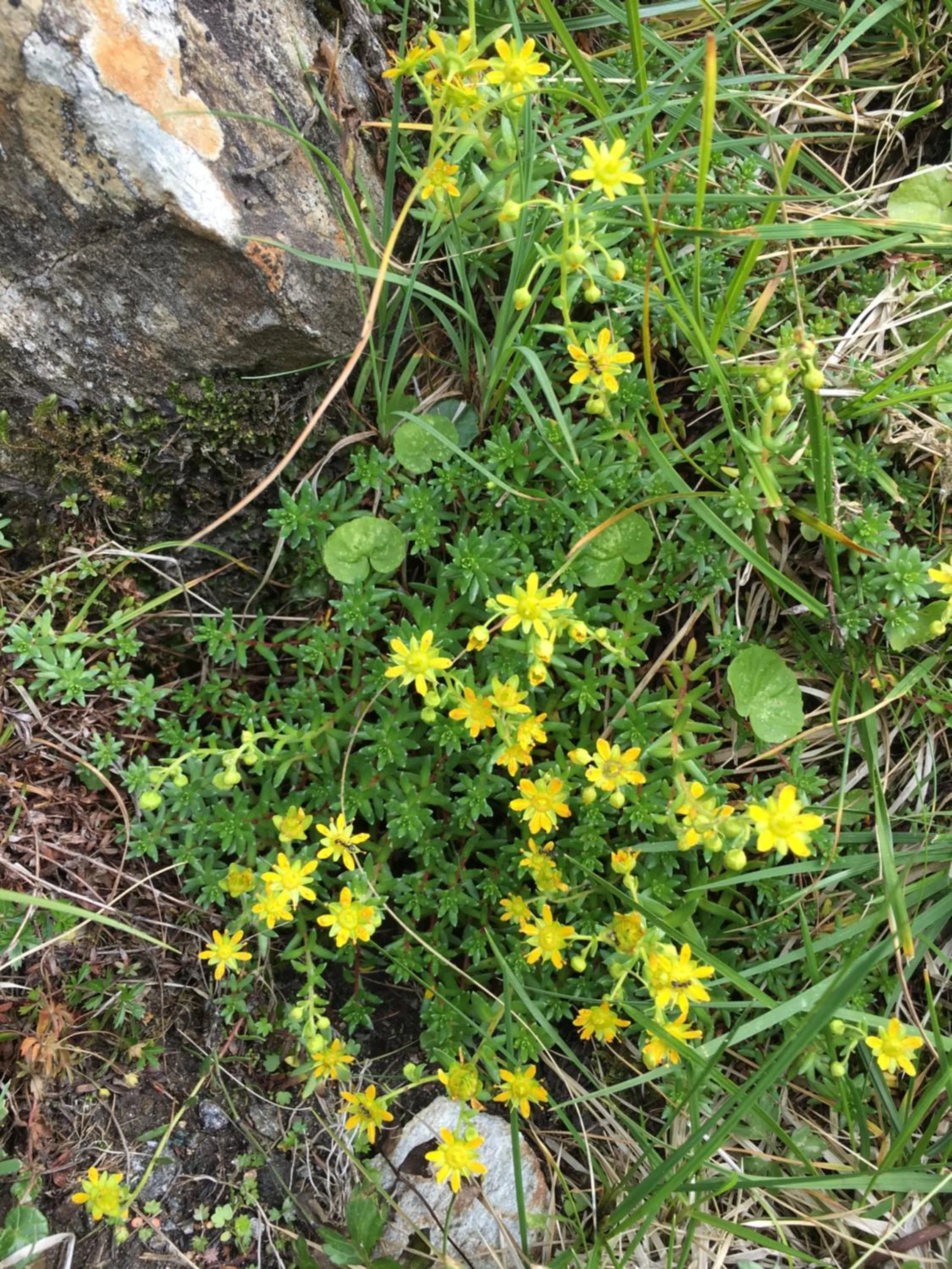 Summer in Hotel Restaurant Rosmarie