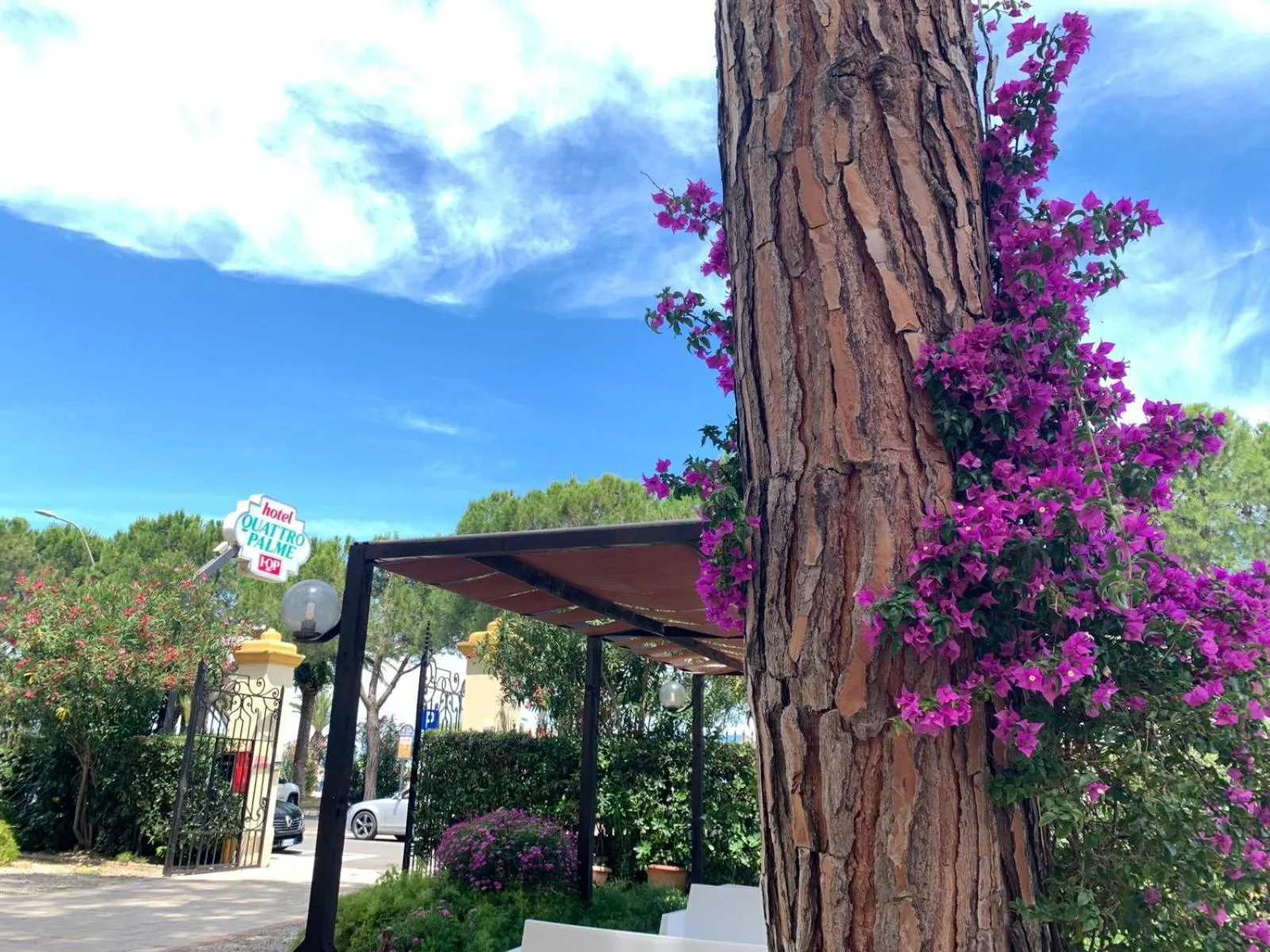 Garden in Hotel Quattro Palme