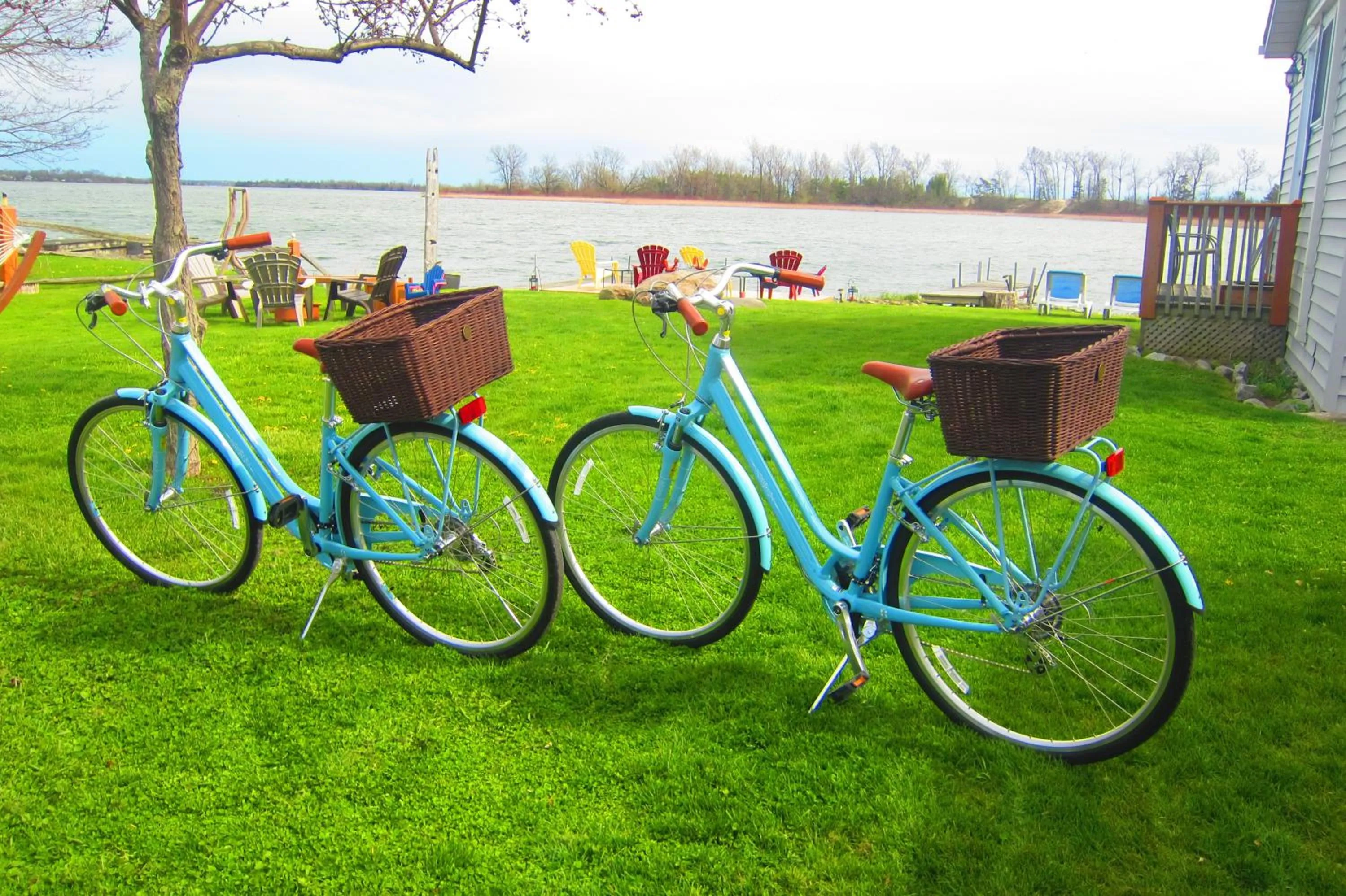 Cycling in The Birch