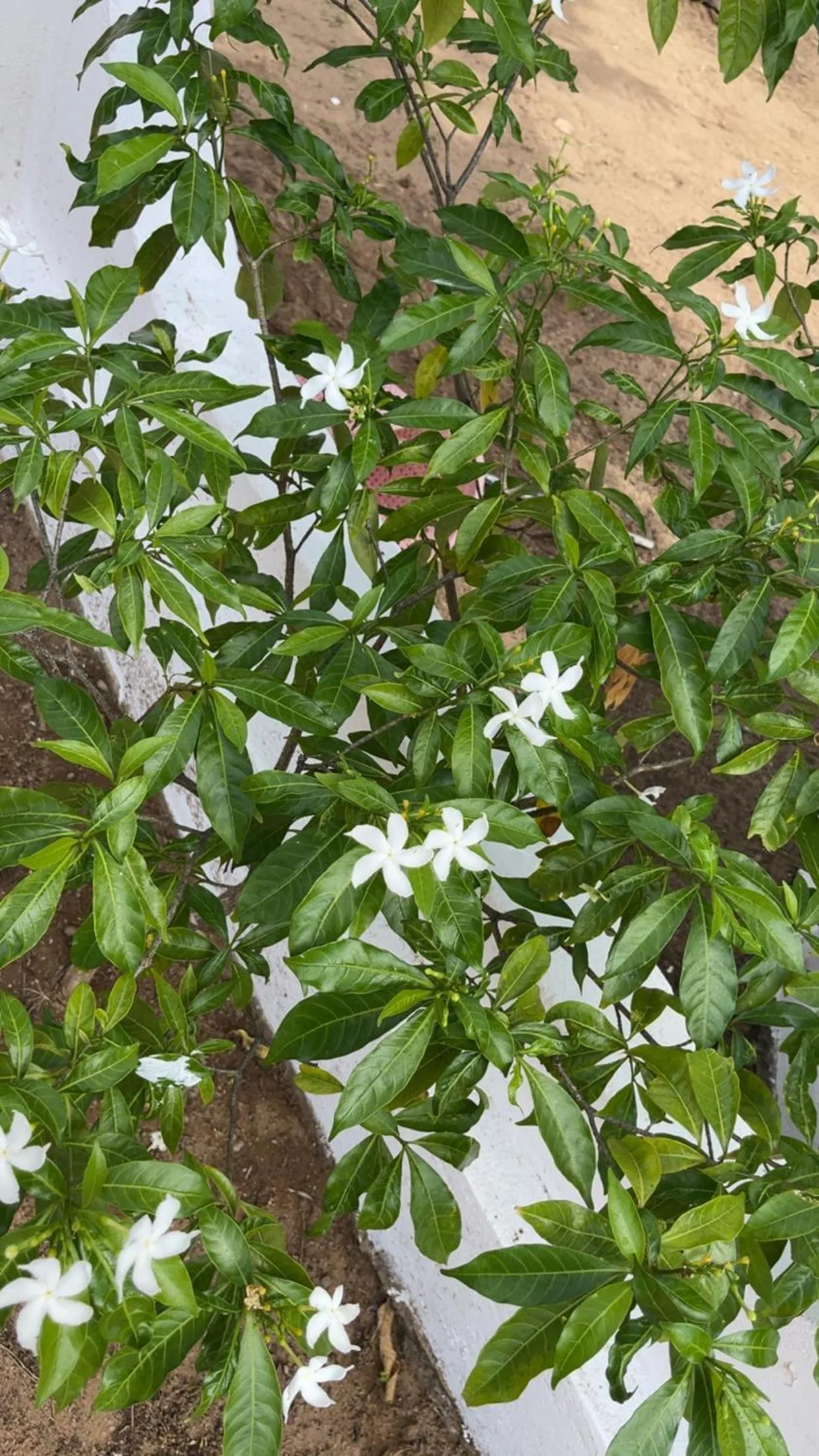 Anandas Beach Resort