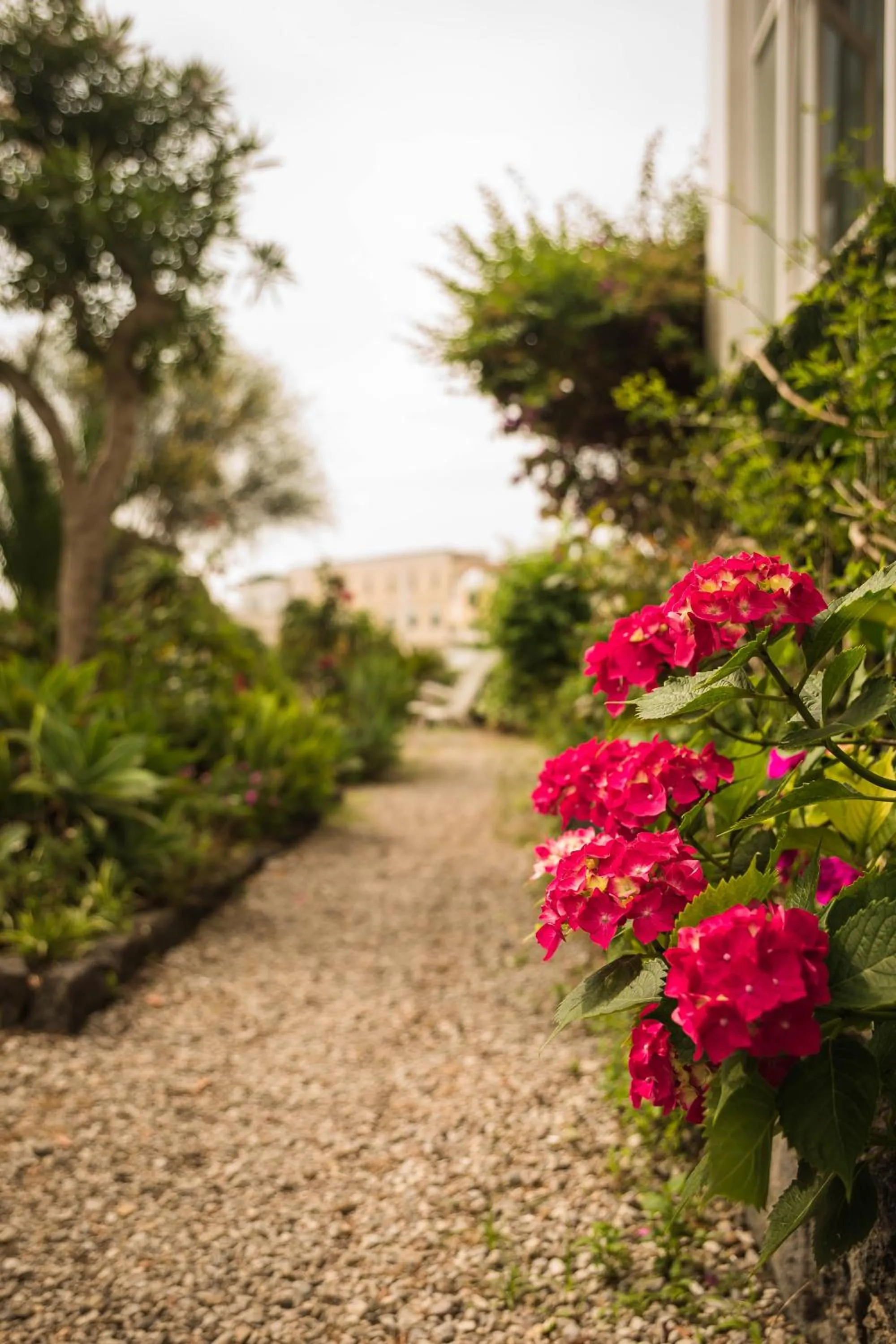 Garden in Villa Panoramica - Ischia Ponte