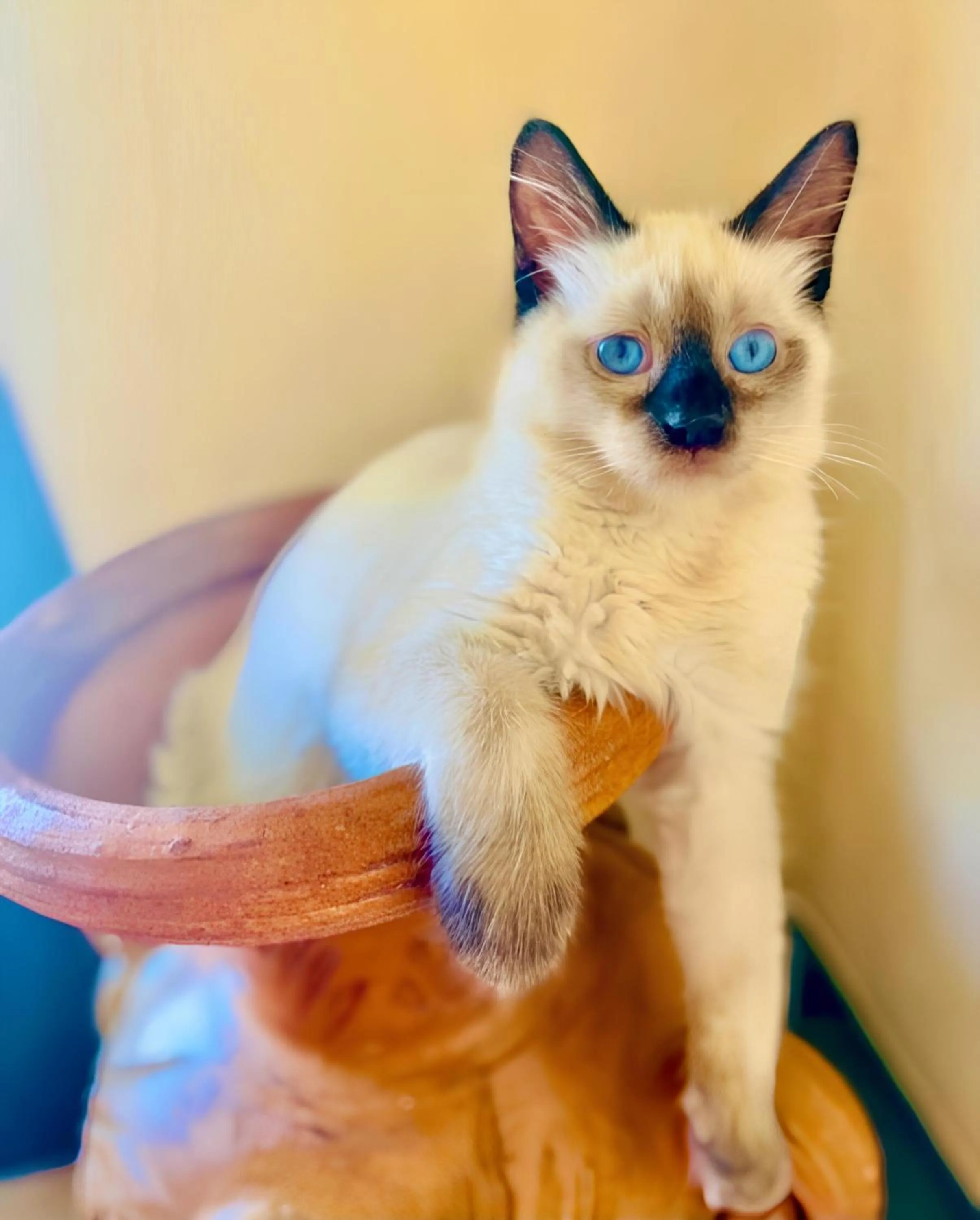 Lobby or reception in Araba Fenice Hotel