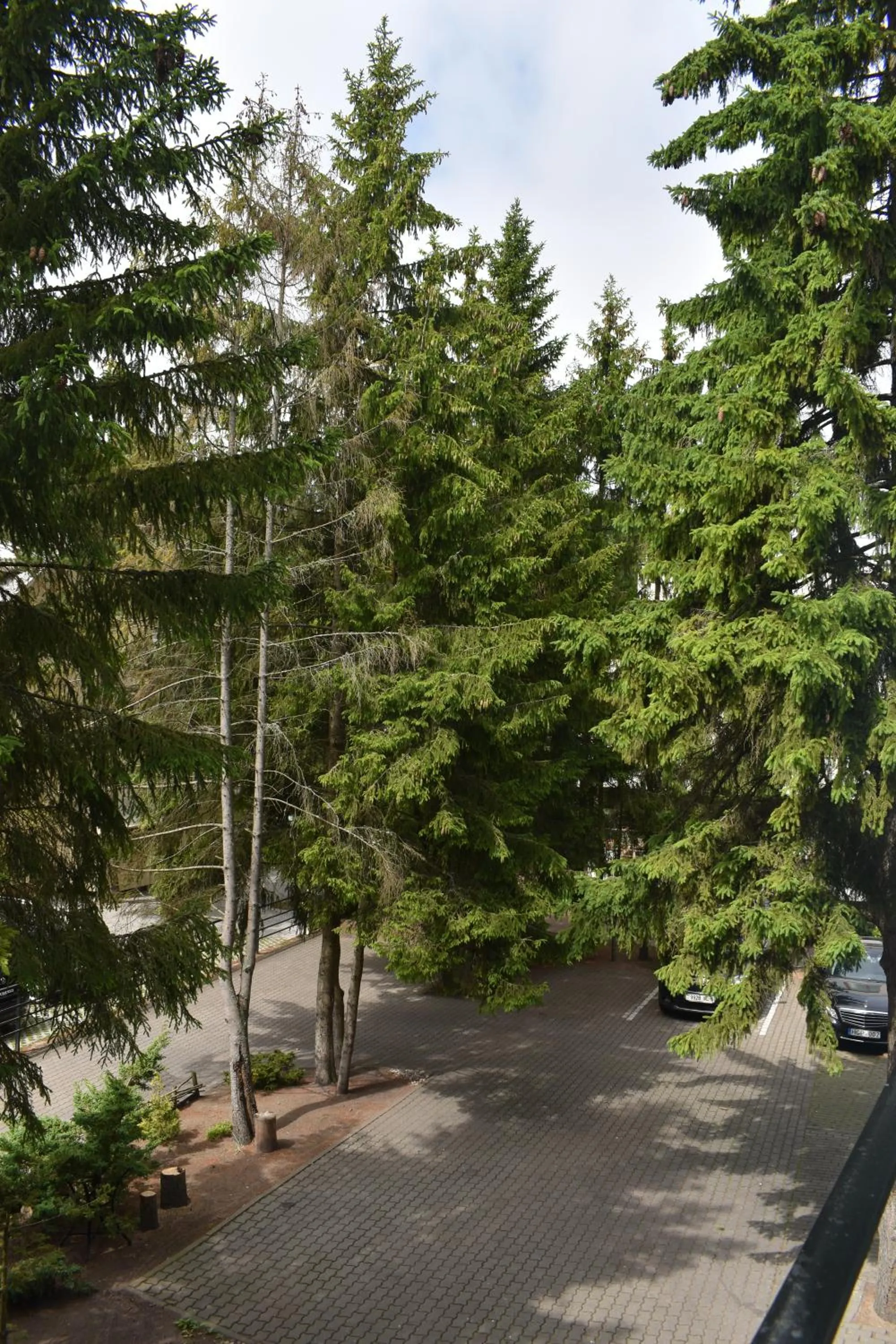 Garden in Saulės Krantas