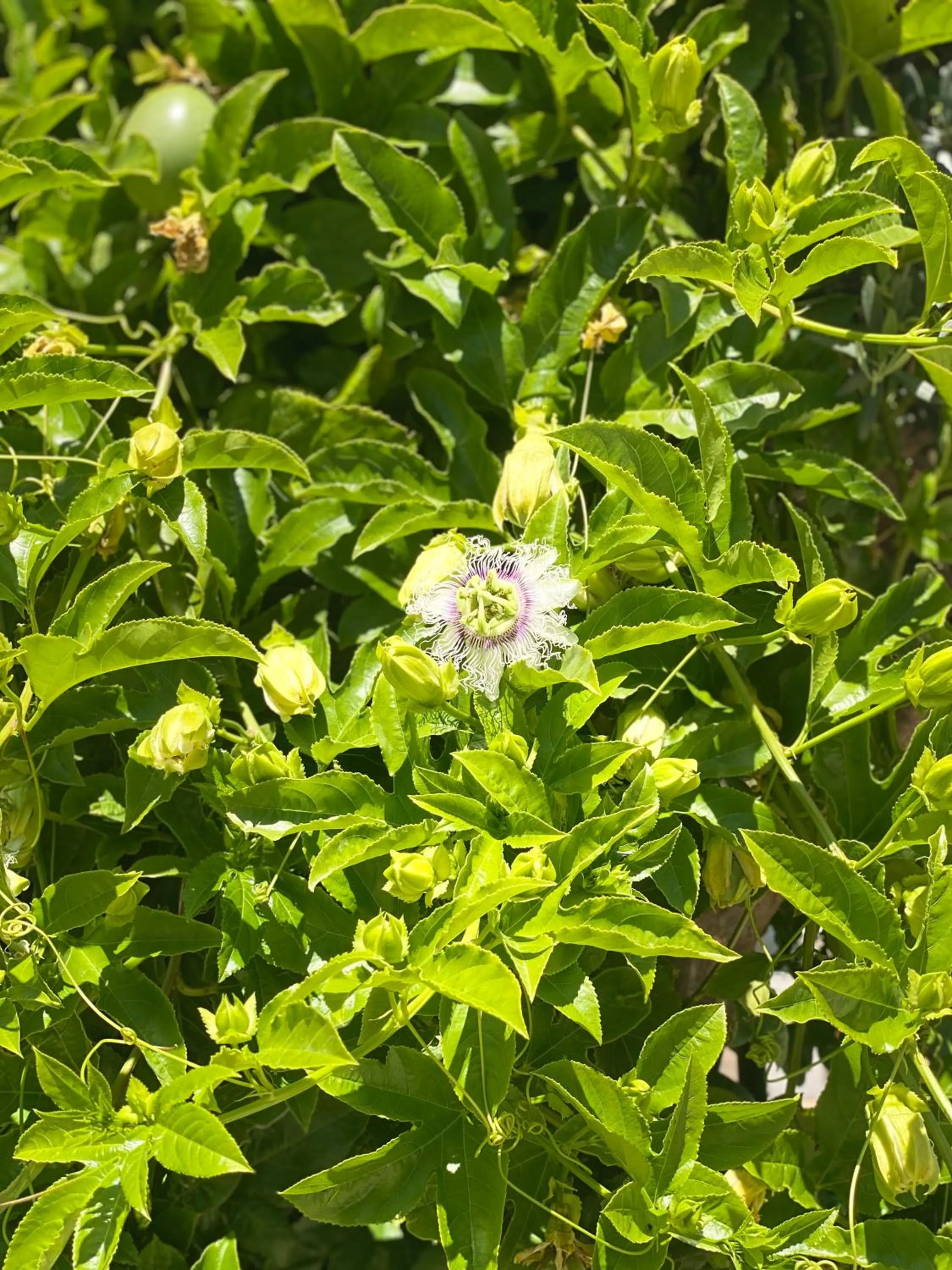 Garden view in Rosemary Pansiyon