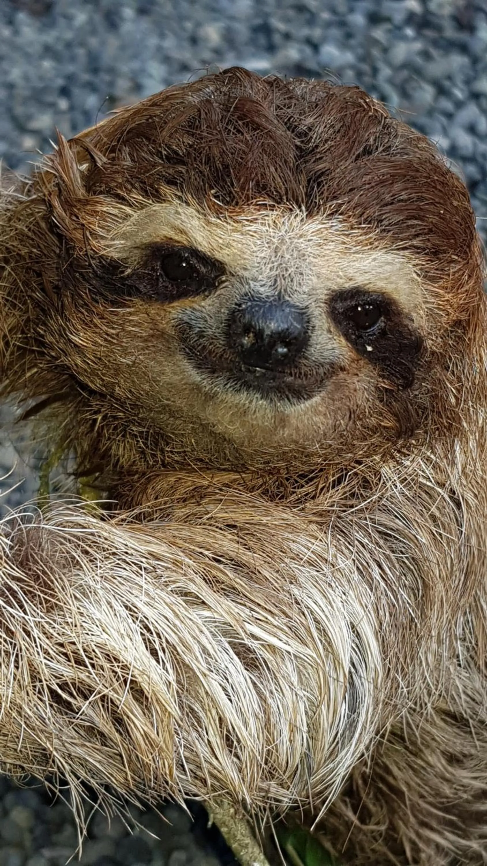 Animals in Ciudad Perdida EcoLodge